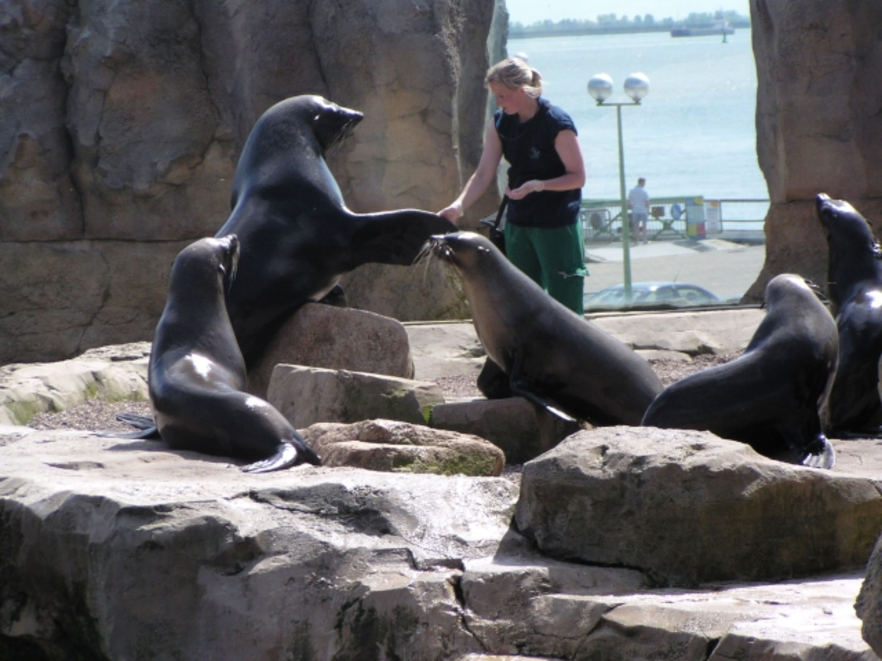 Gratis-Eintritt für unsere Gäste in den aus dem TV bekannten Zoo am Meer im nahen Bremerhaven (inkl. Nordseeaquarium) !!!