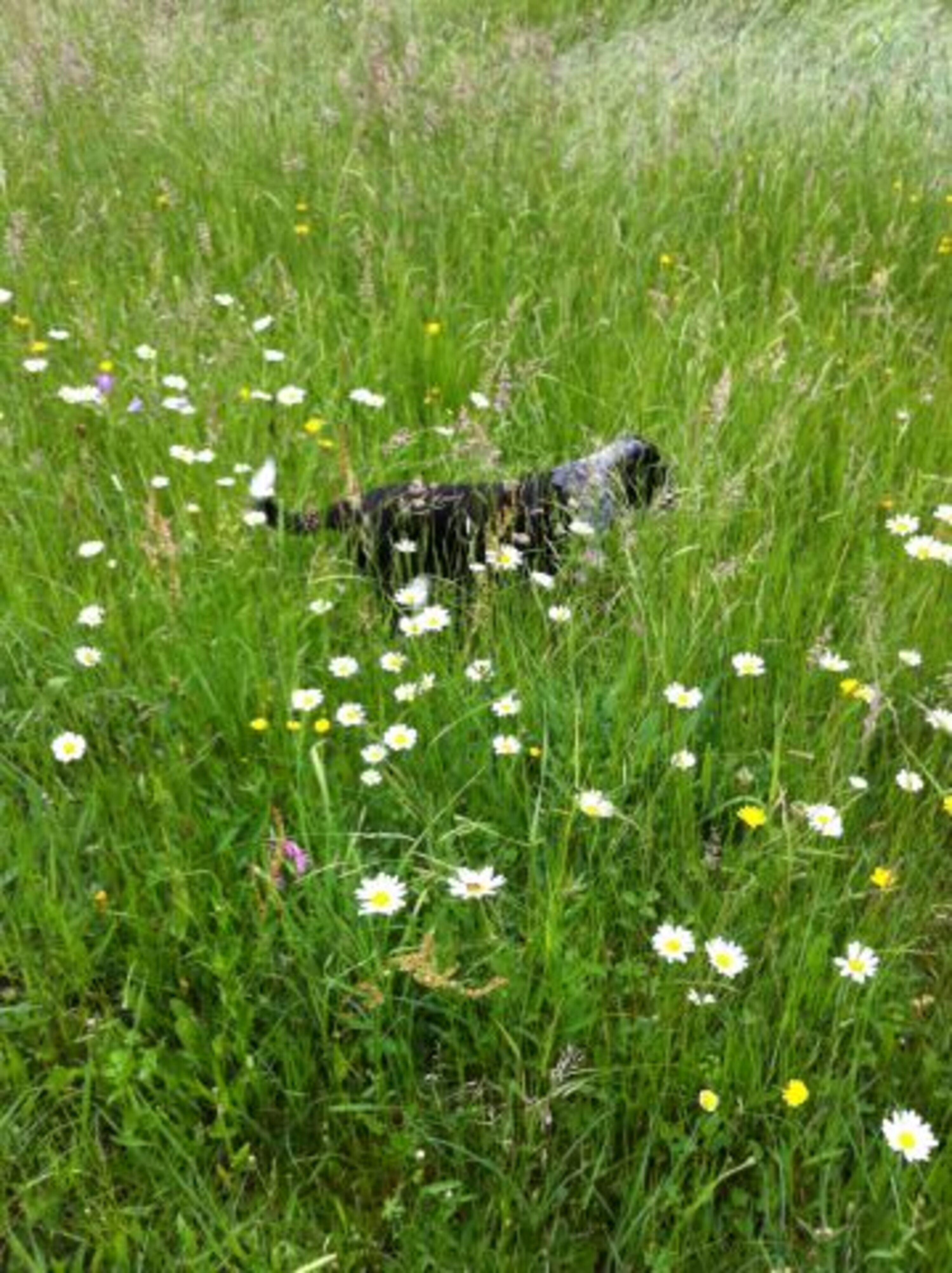  Hundeausflug