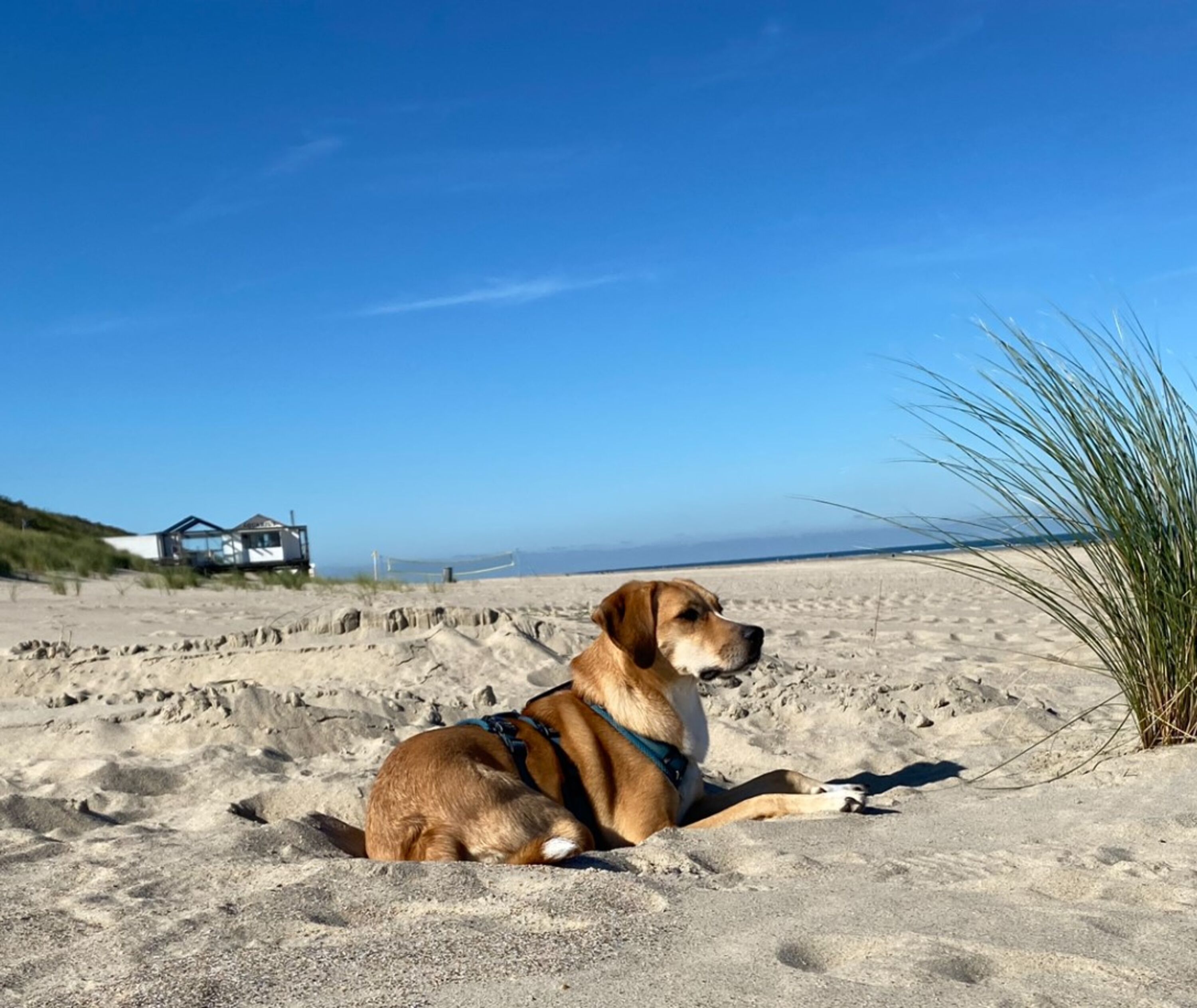 Hund herzlich Willkommen