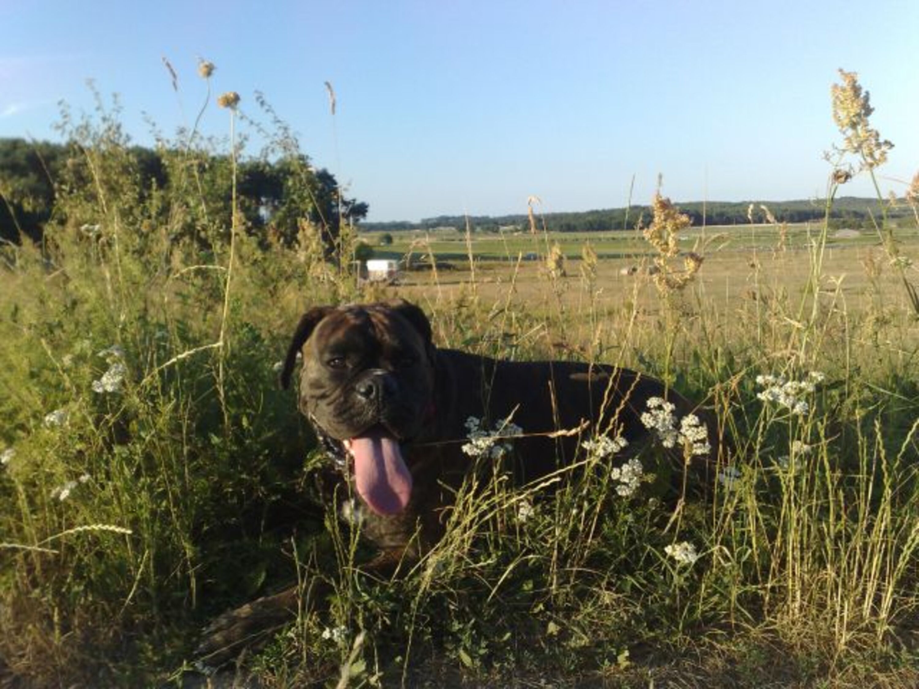 Hund Deich