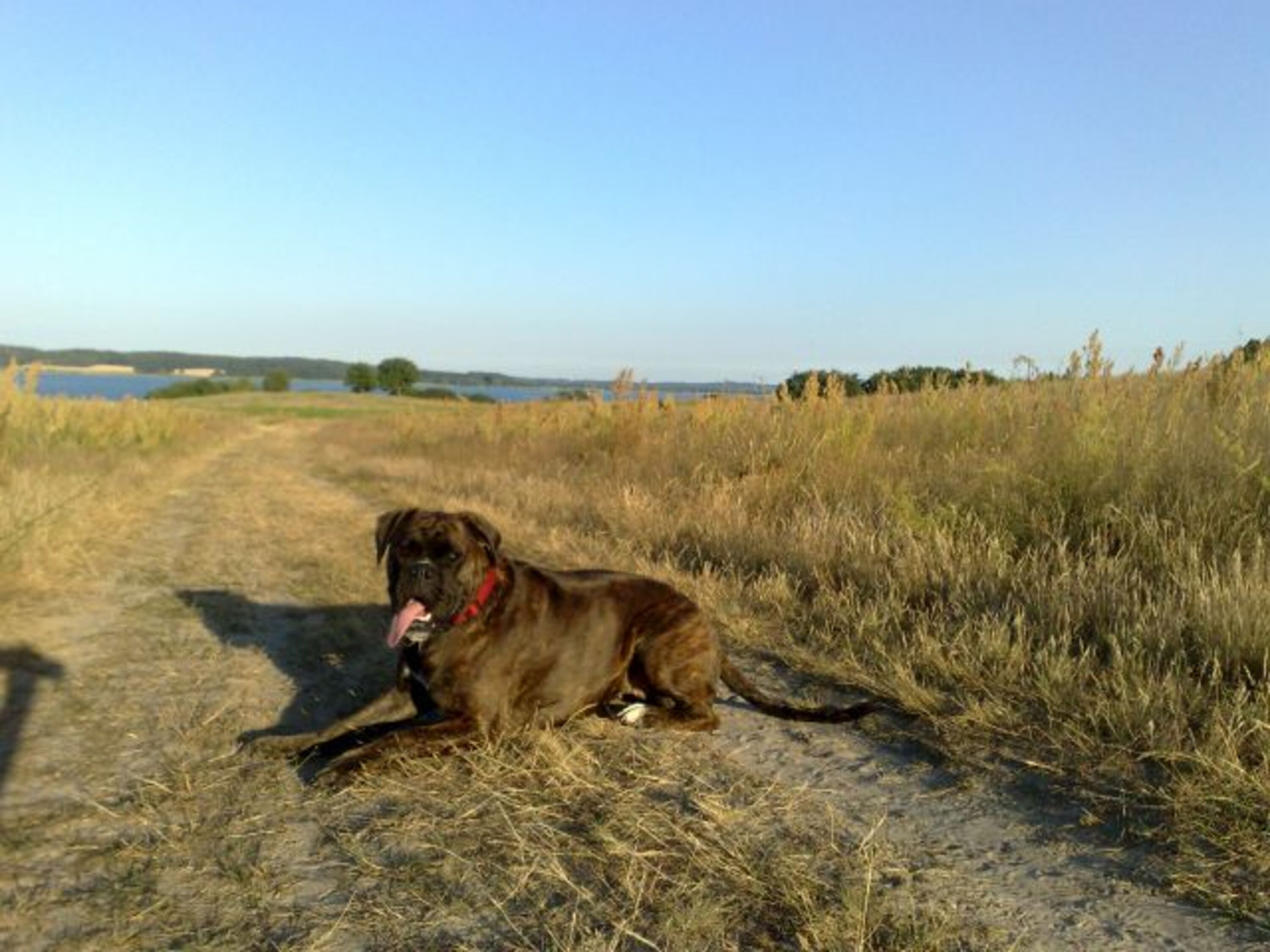 Hund Deich