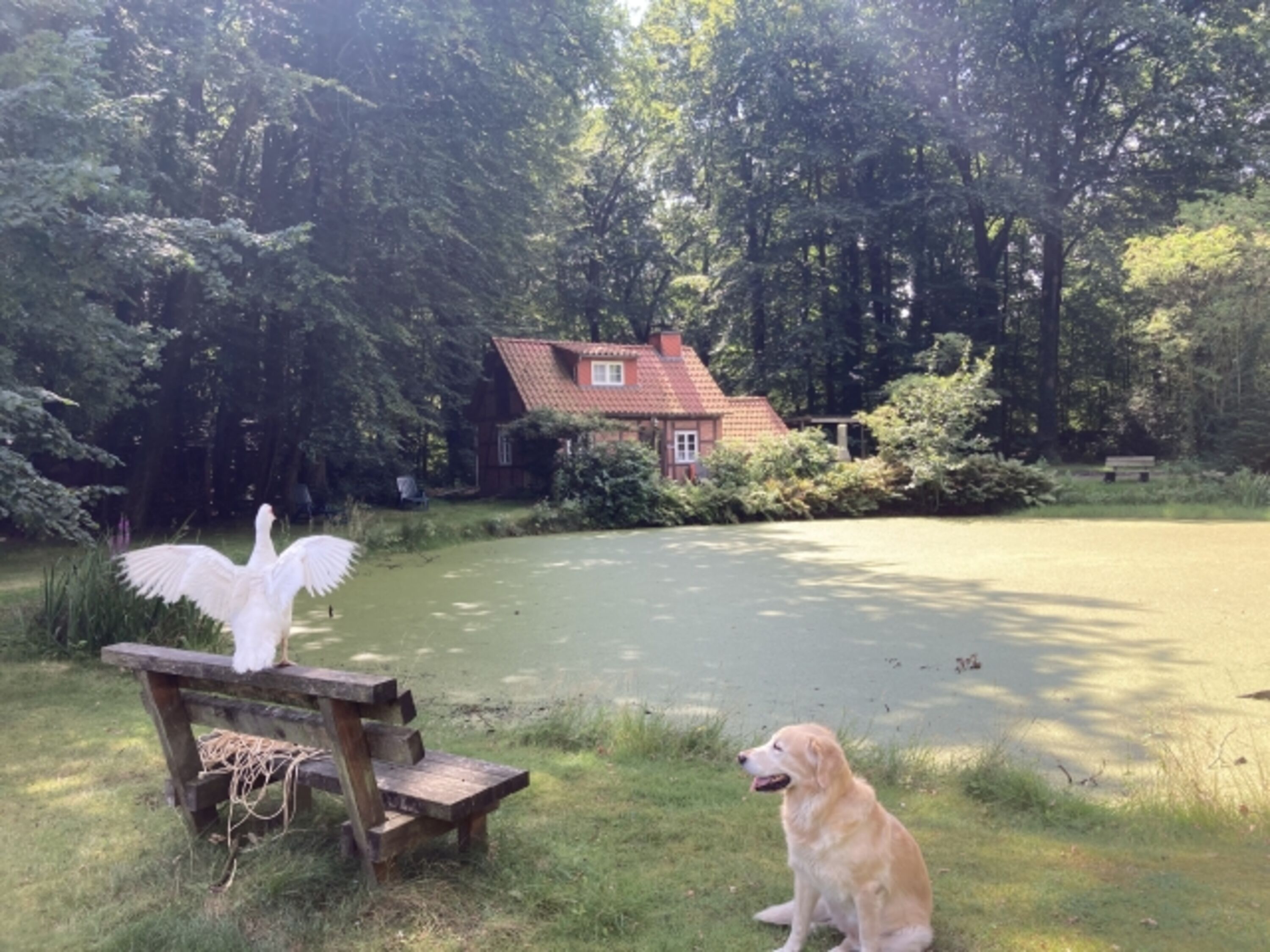 Unsere Ente Neyla 