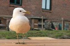 Storch
