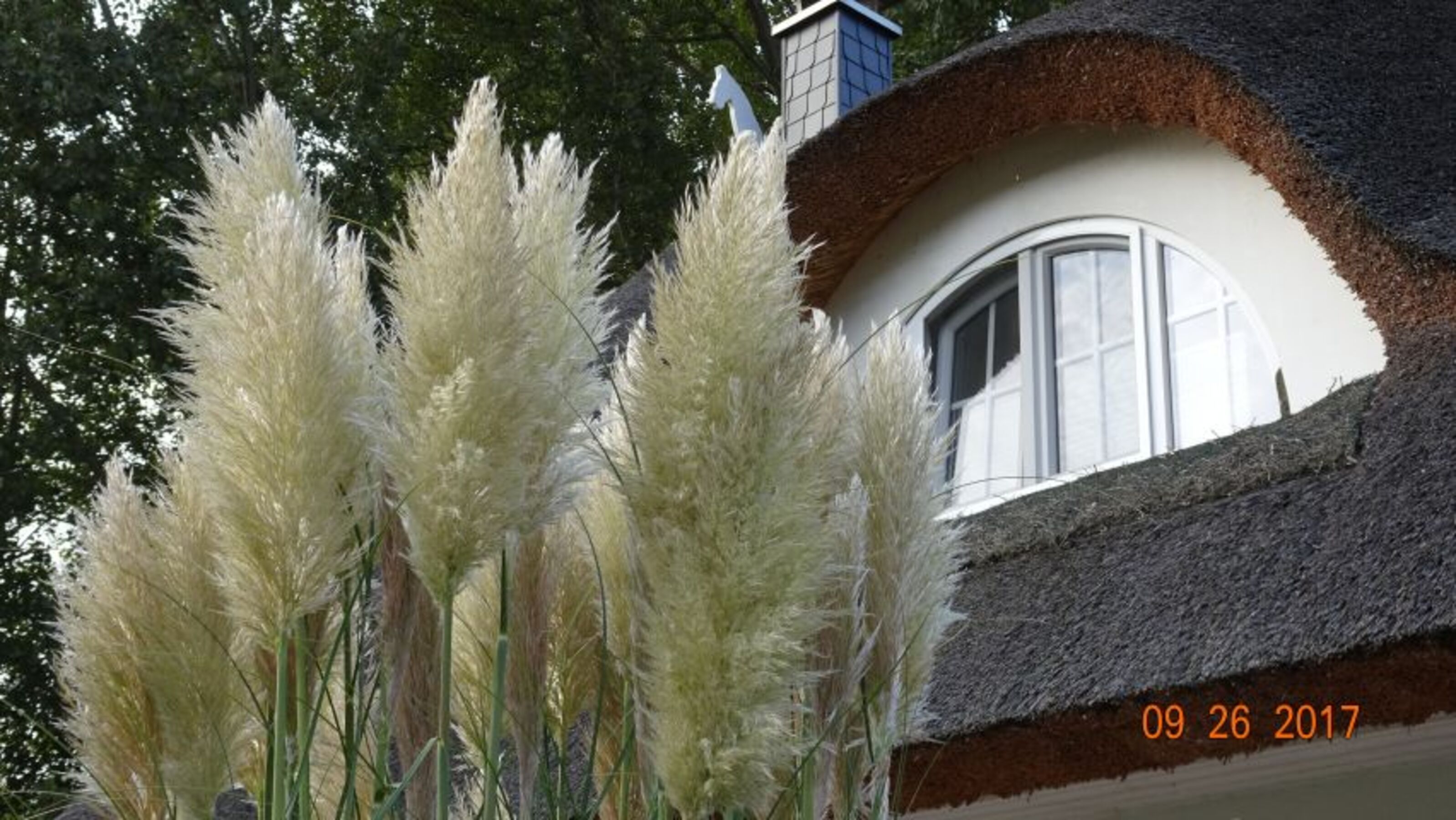 Dachgaube
