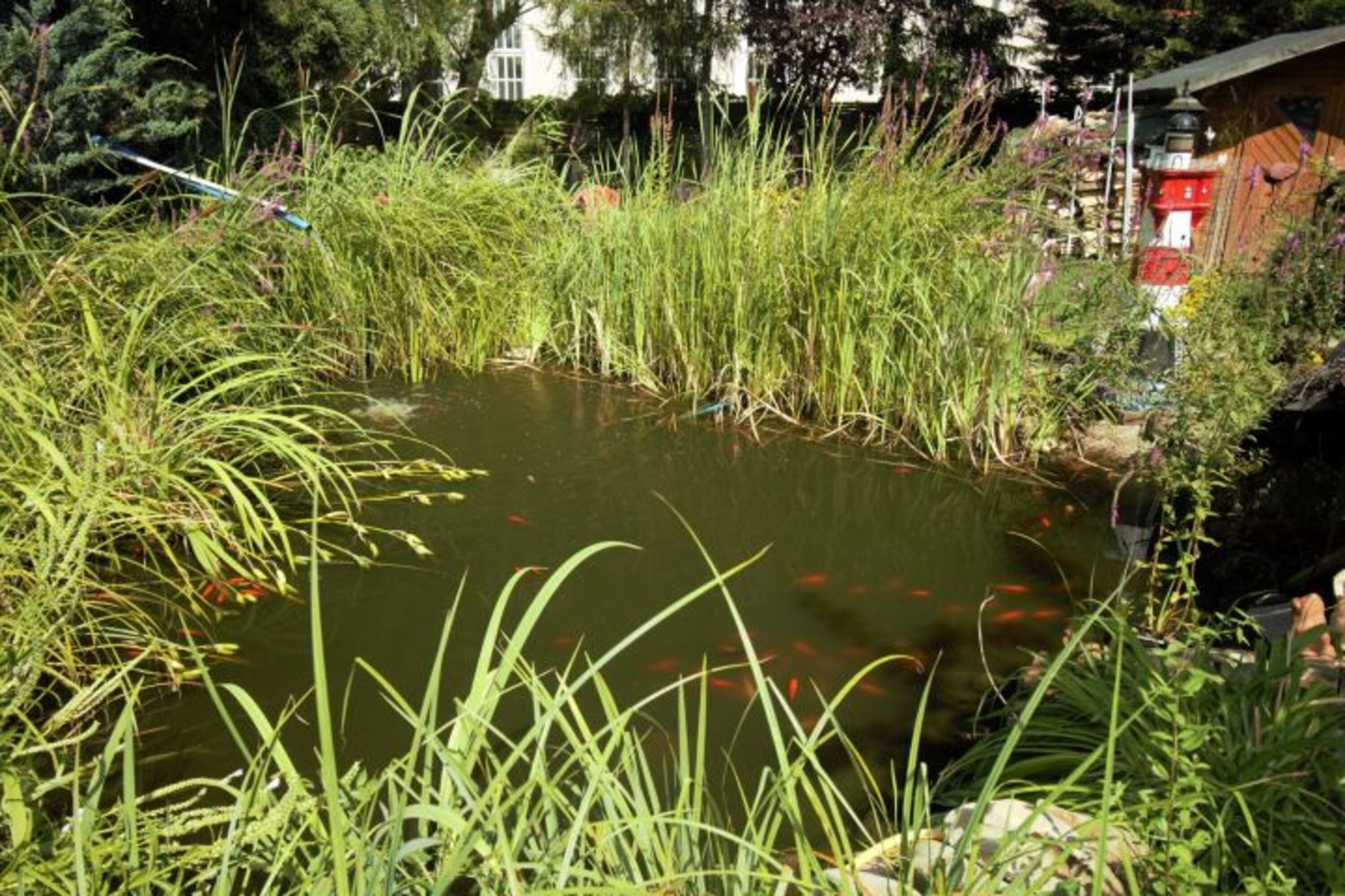 Gartenteich