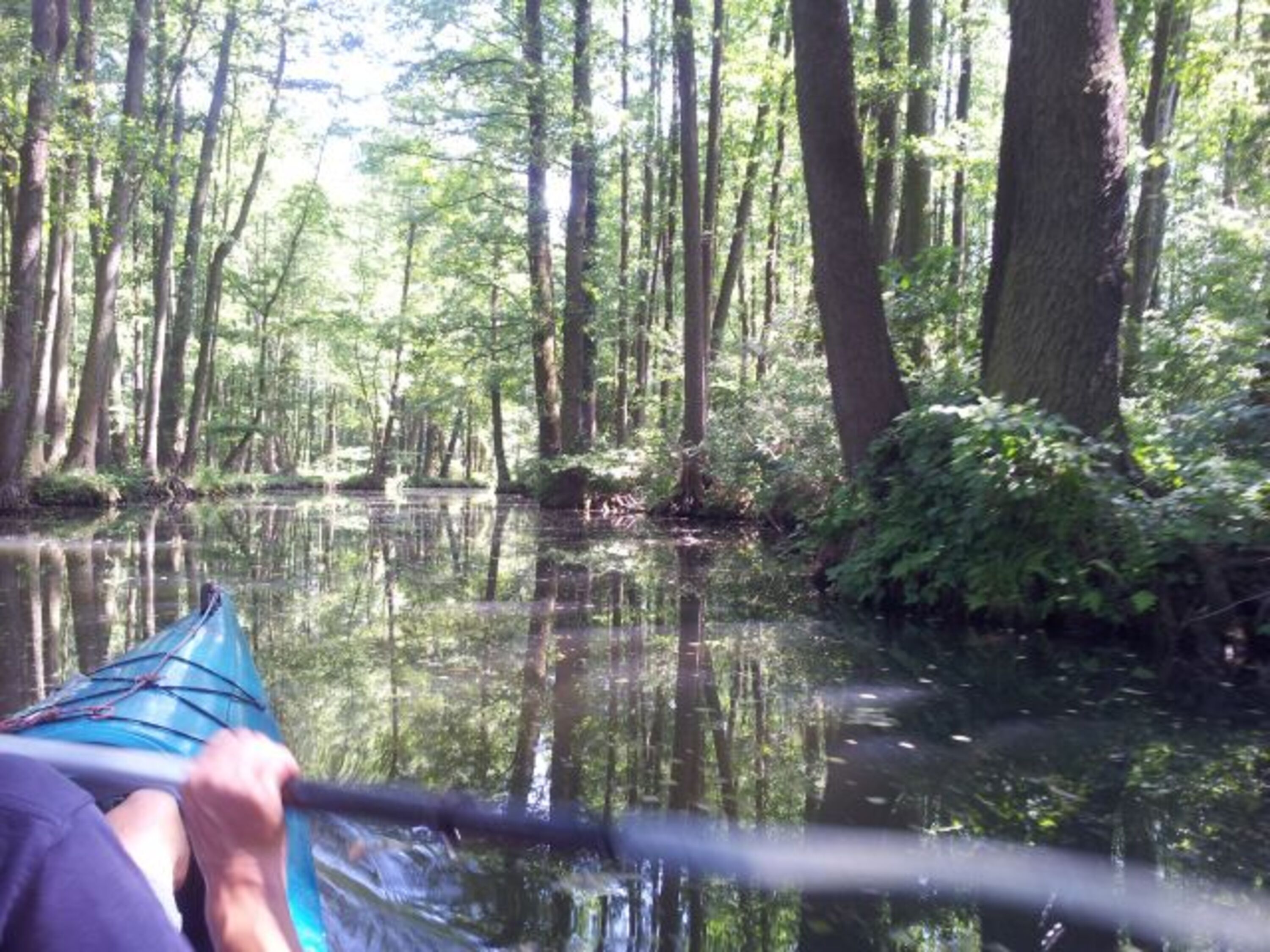 Diese Ruhe im Hochwald