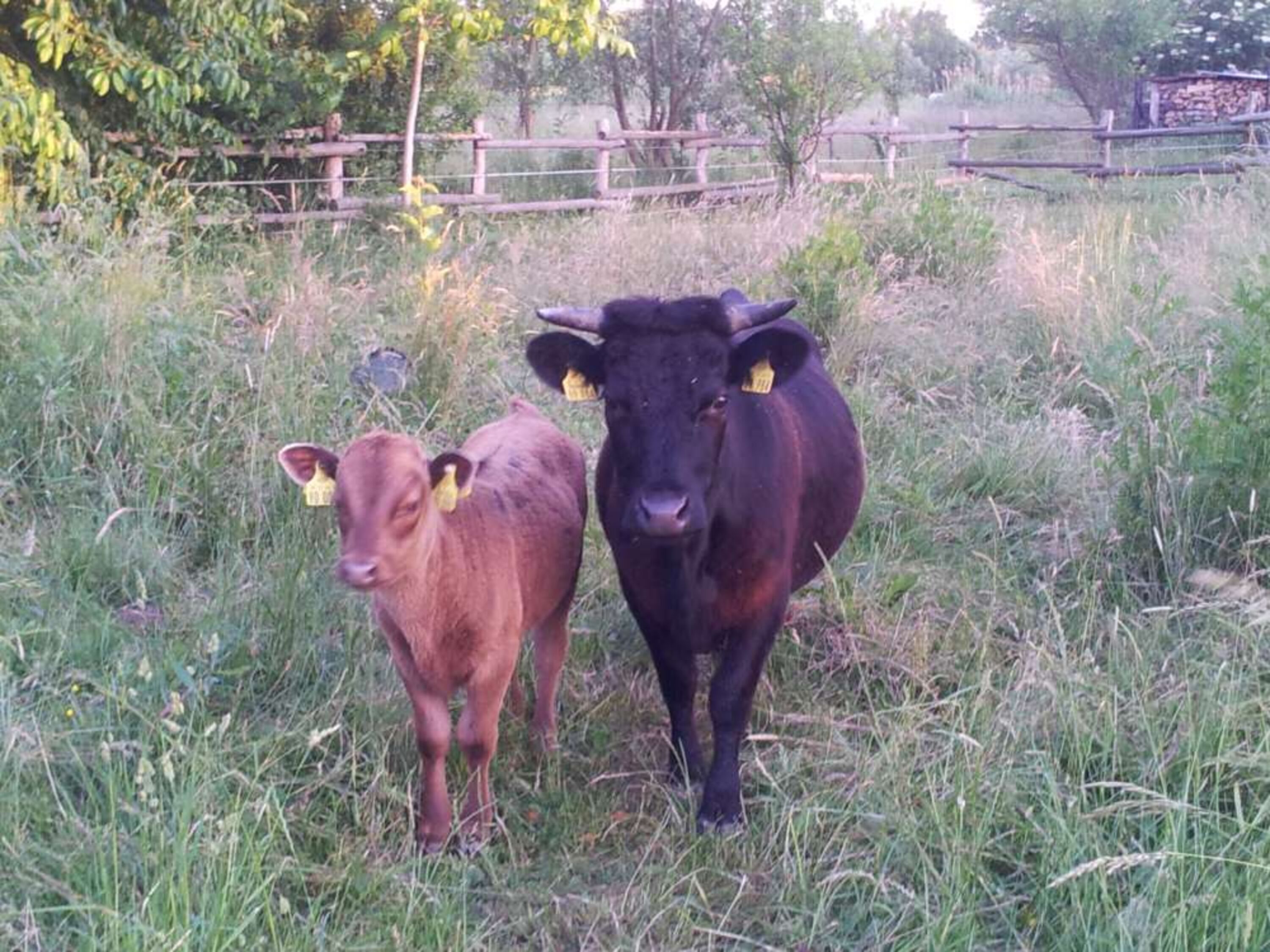 Unsere Minikühe Dexter 1 2