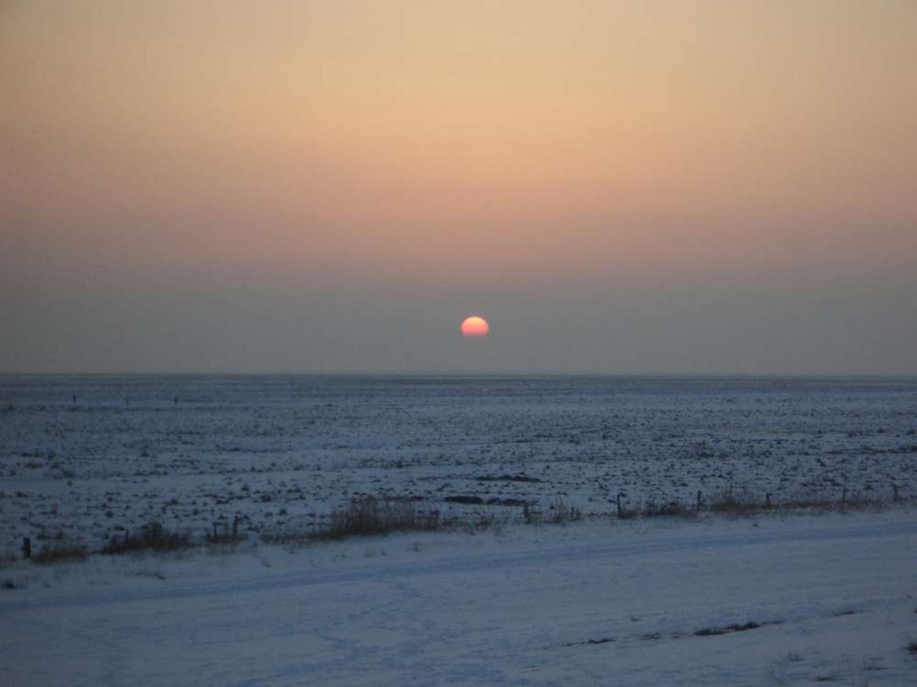 Salzwiese im Winter