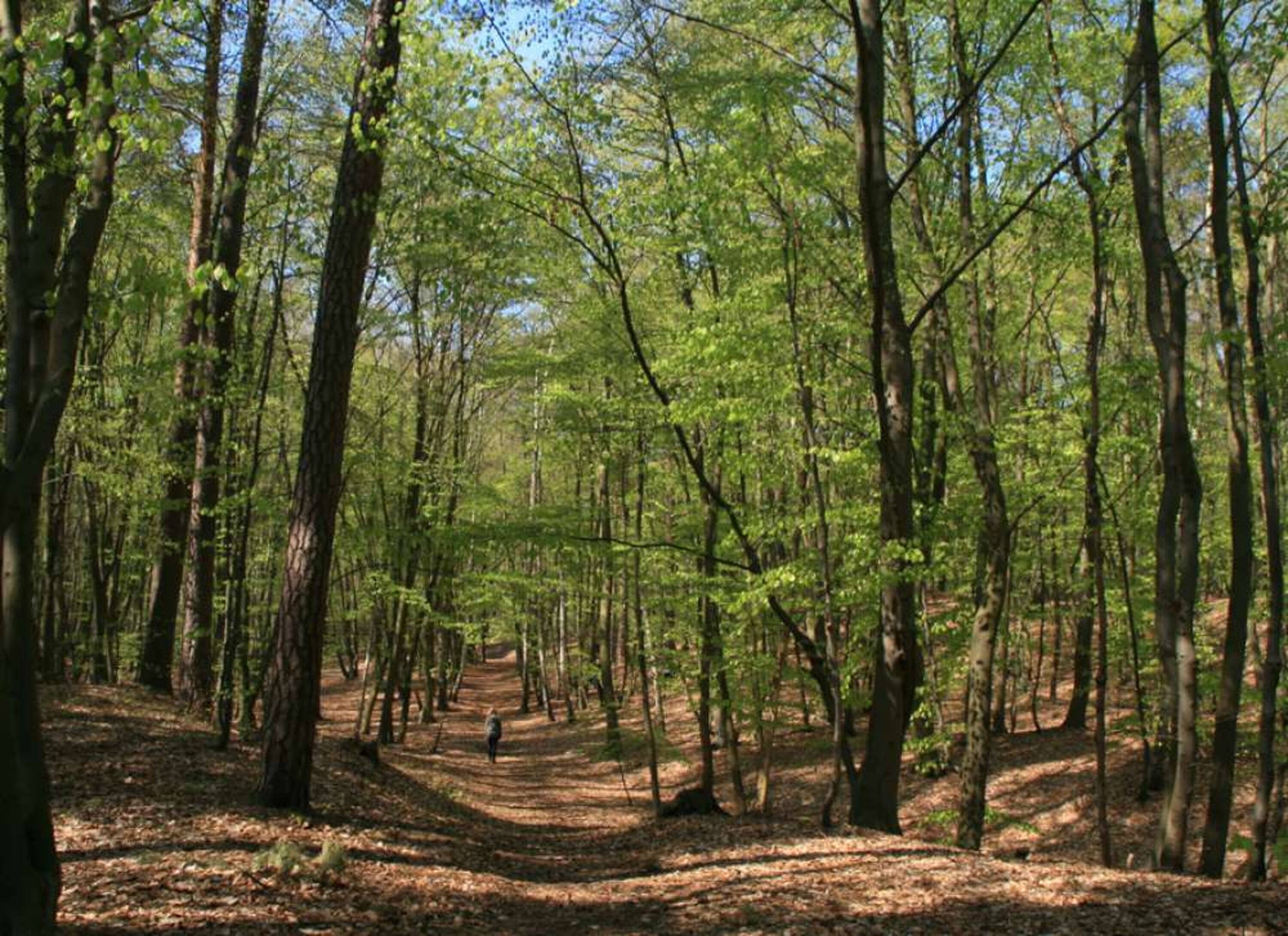 Küstenwald