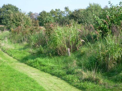 Der Weg um den See lädt zum Spazieren ein !