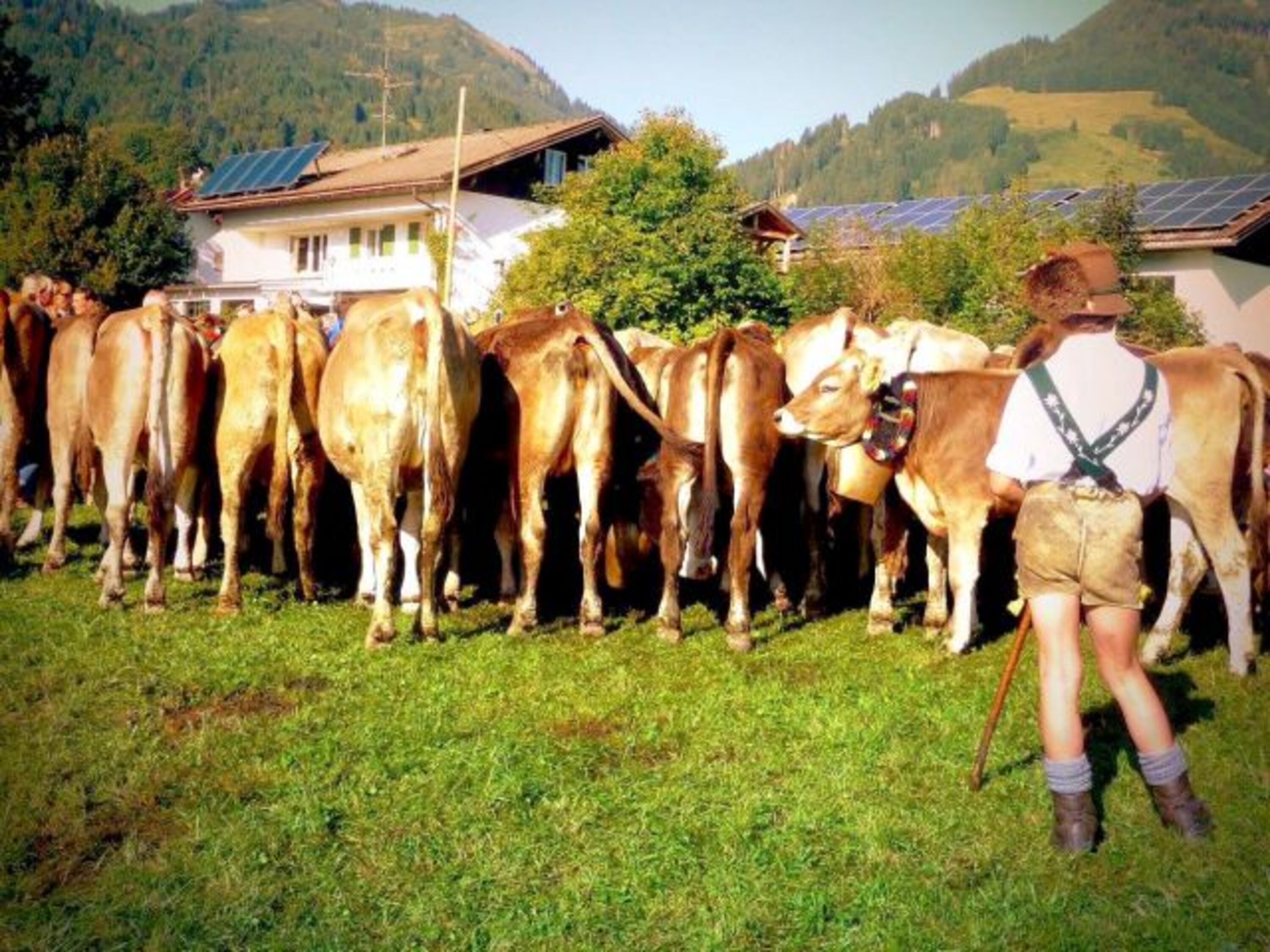 Viehscheid - Almabtrieb