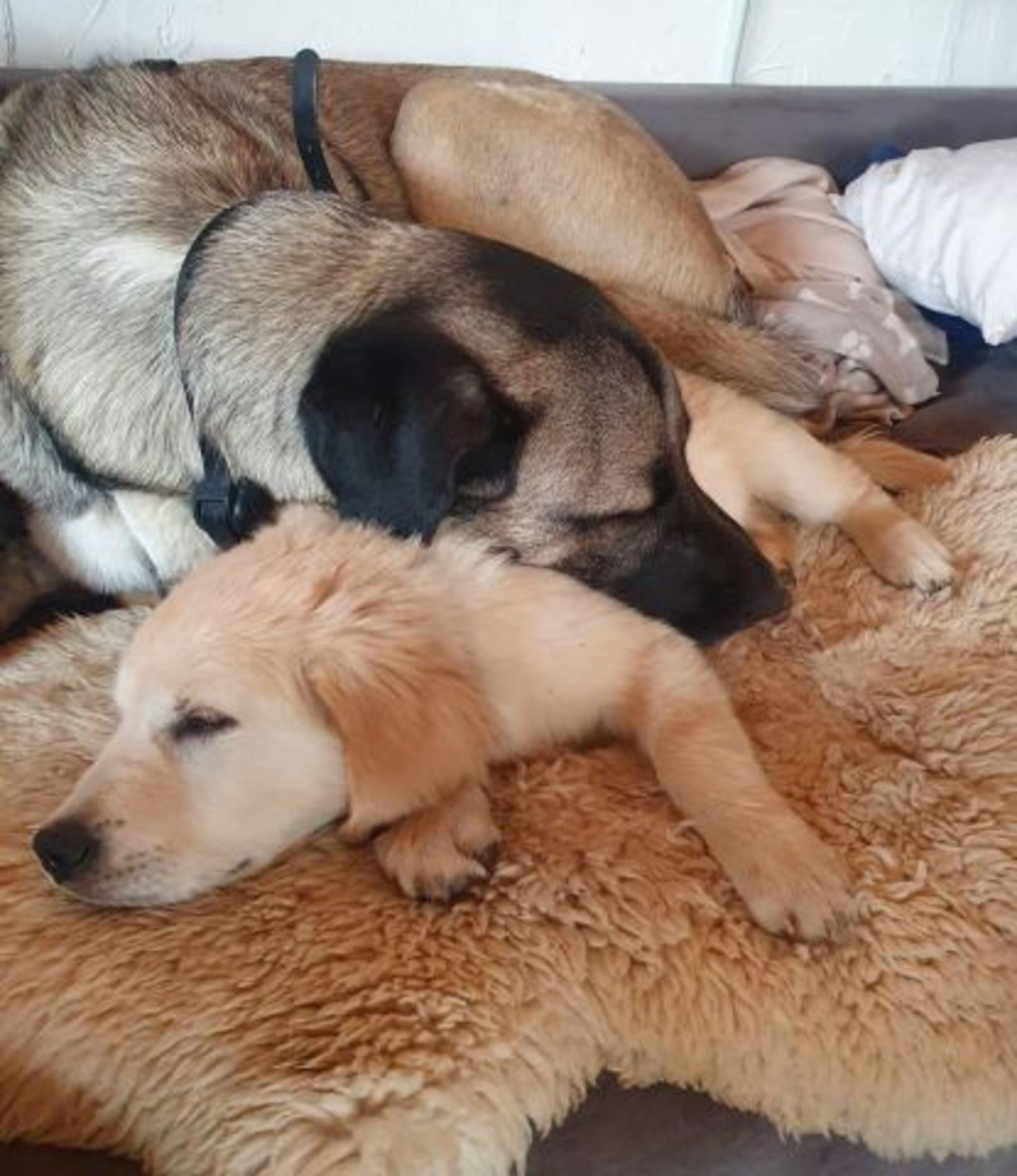 Ferienwohnung mit Hund zum wohlfühlen