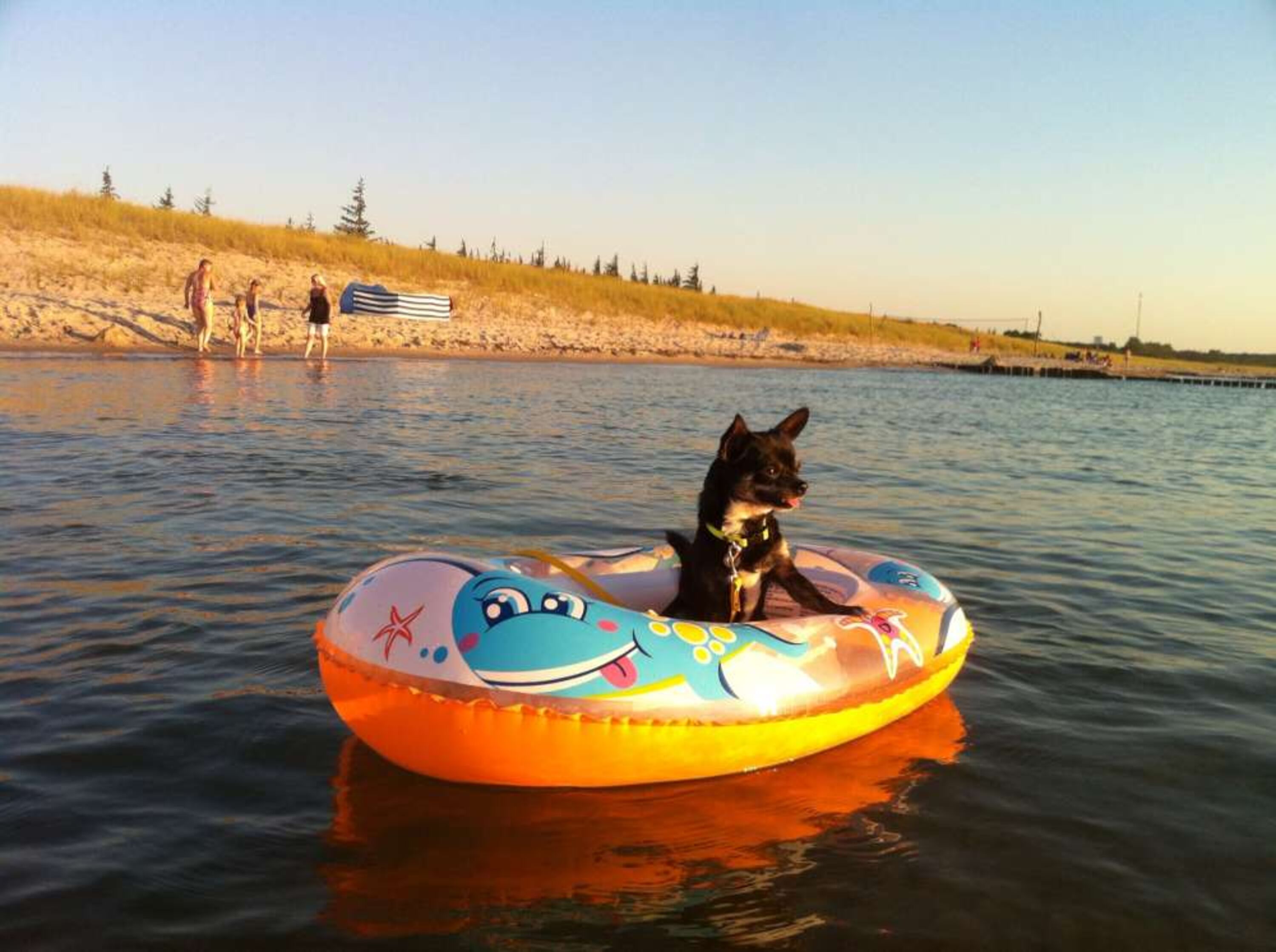 Spaß am Hundestrand