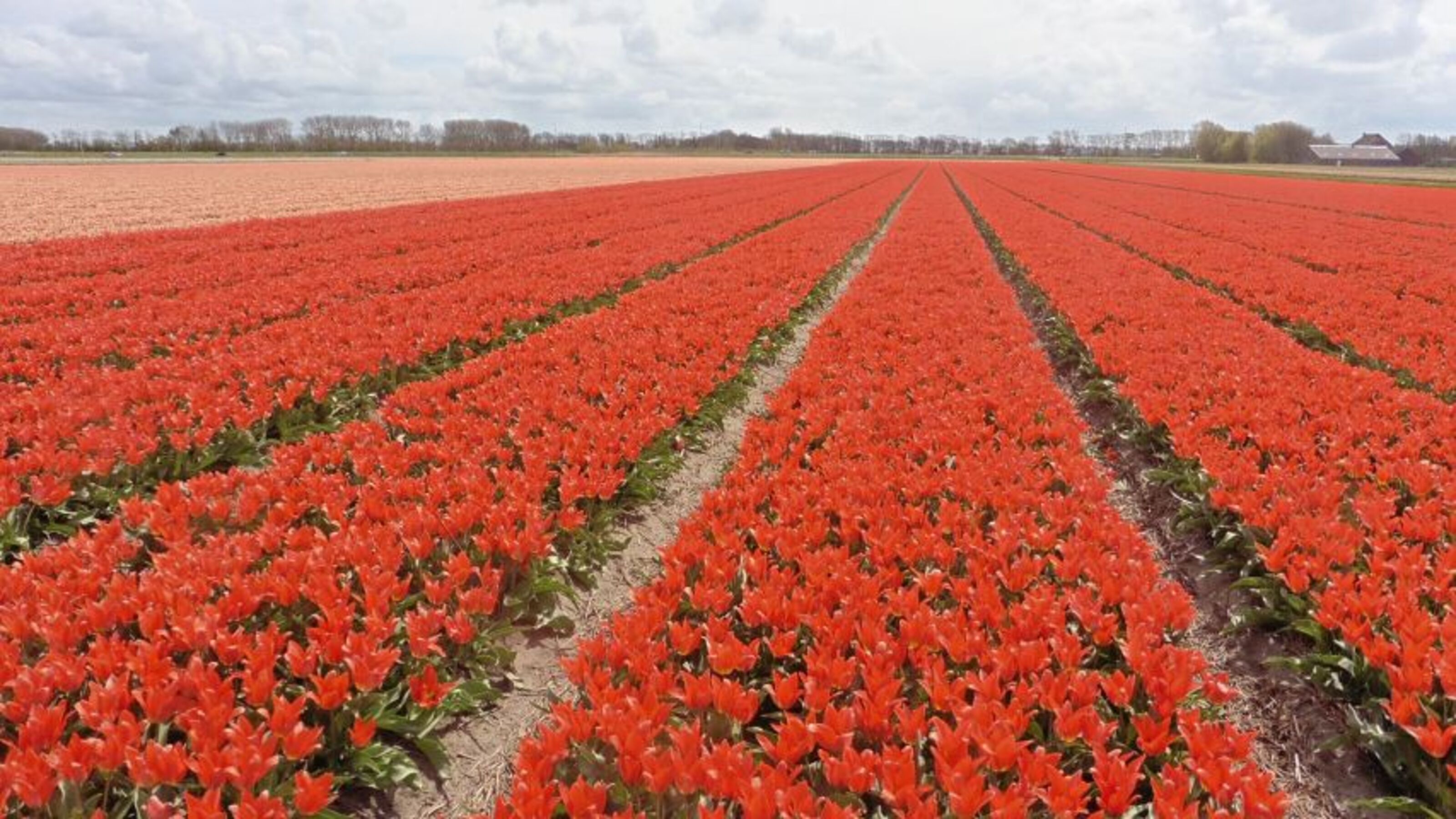 Mehr Tulpen