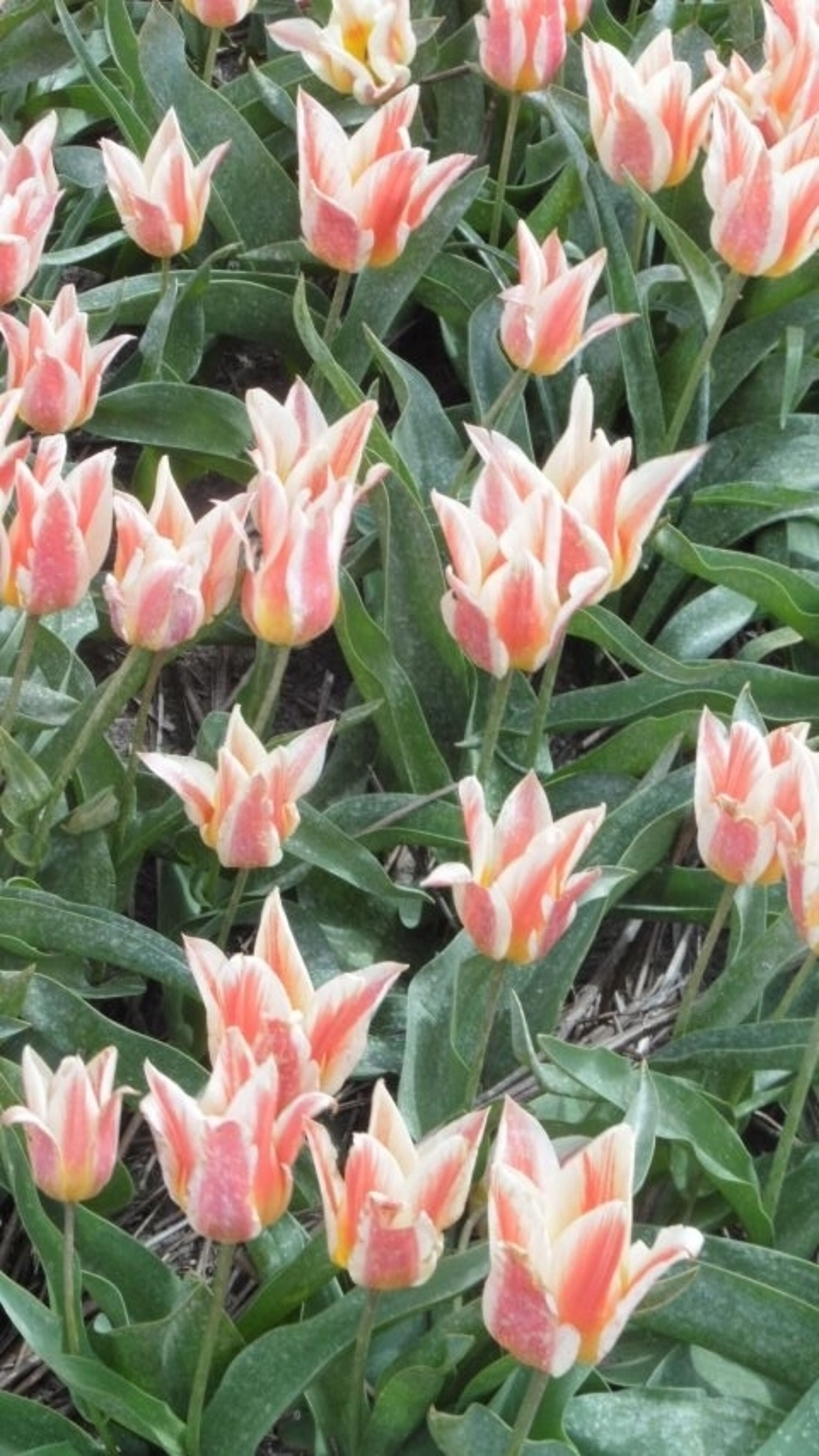 Und noch mehr Tulpen
