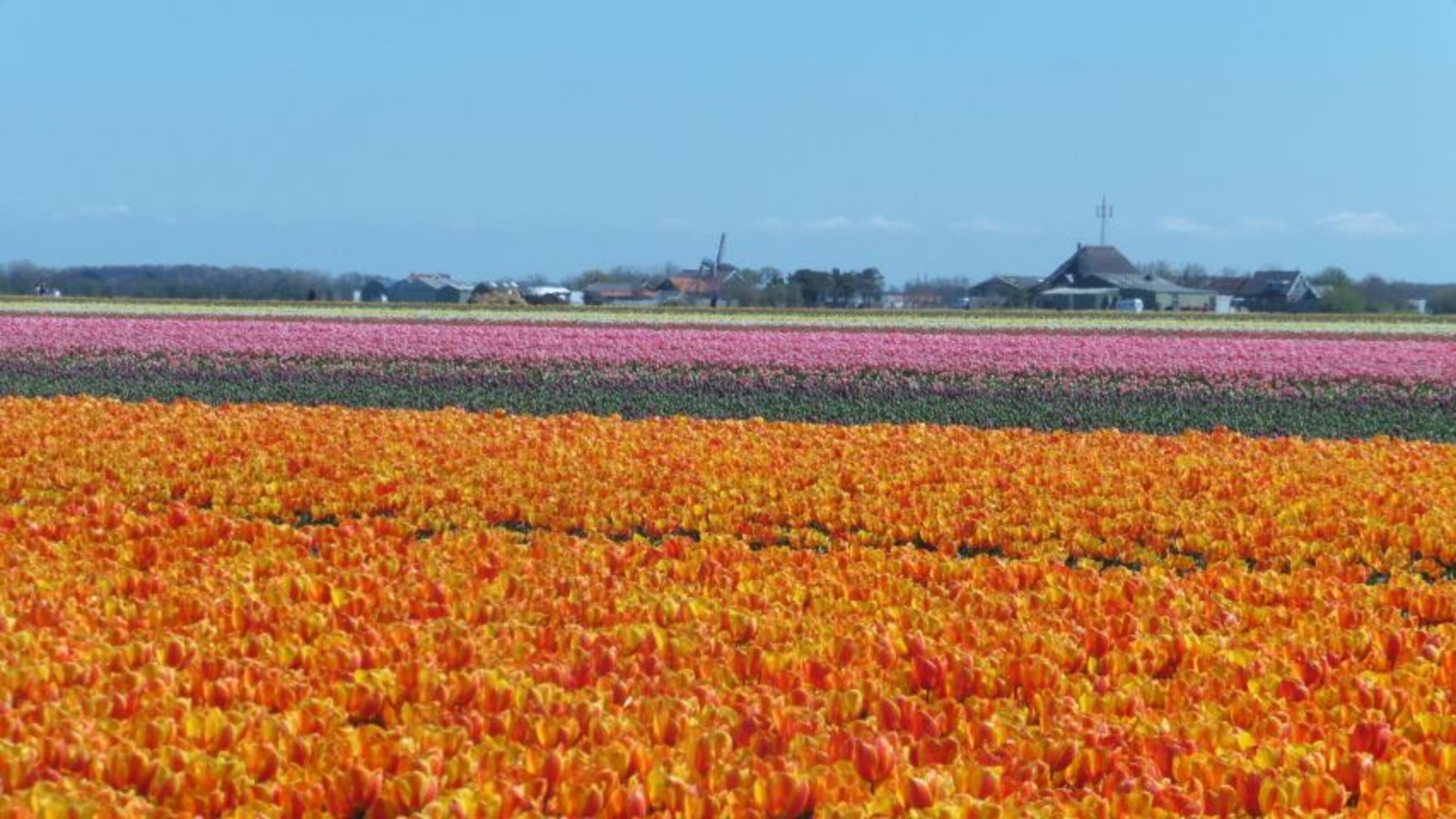 Tulpenfelder