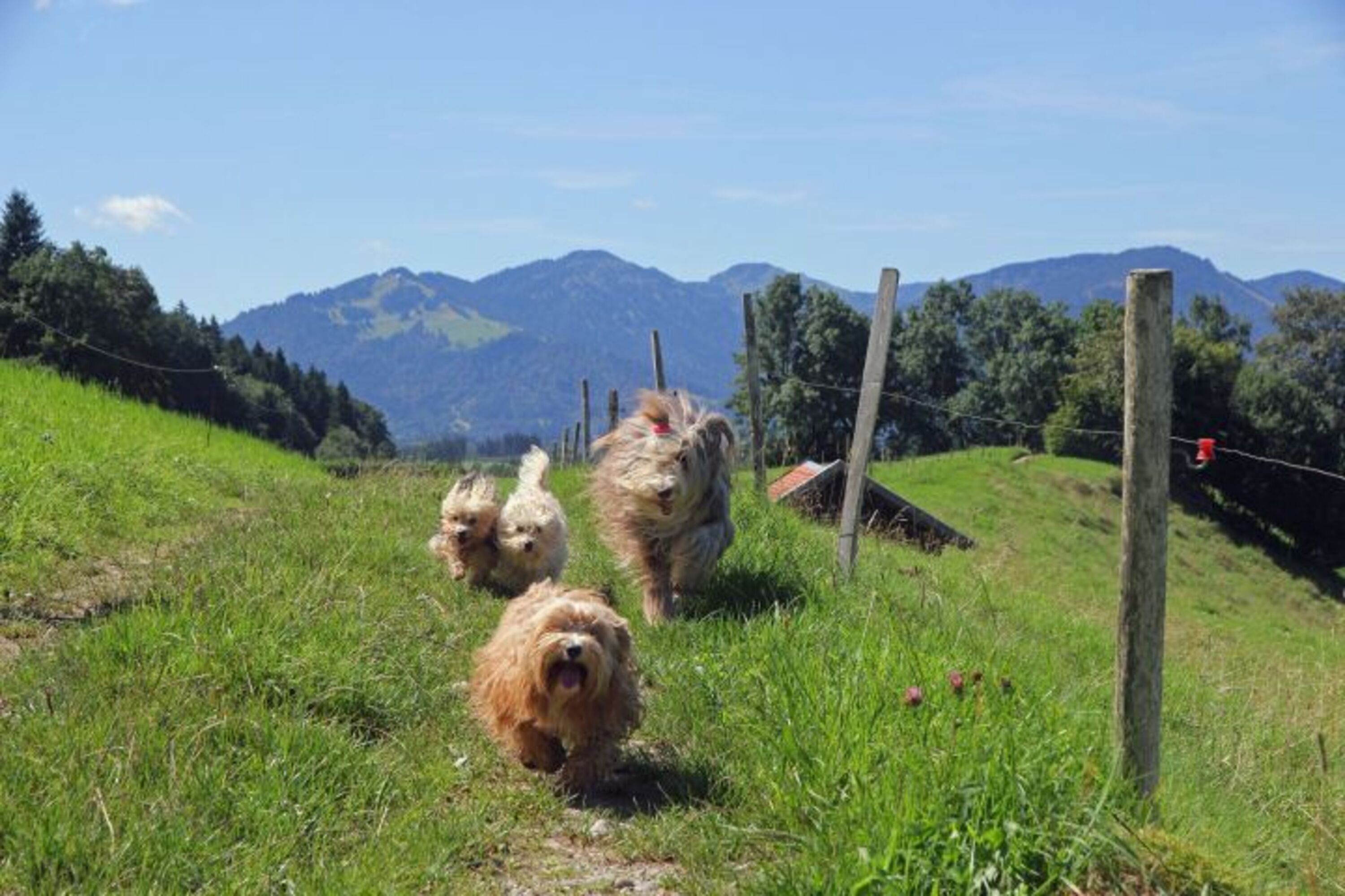 Hunde haben Spaß im Allgäu Urlaub
