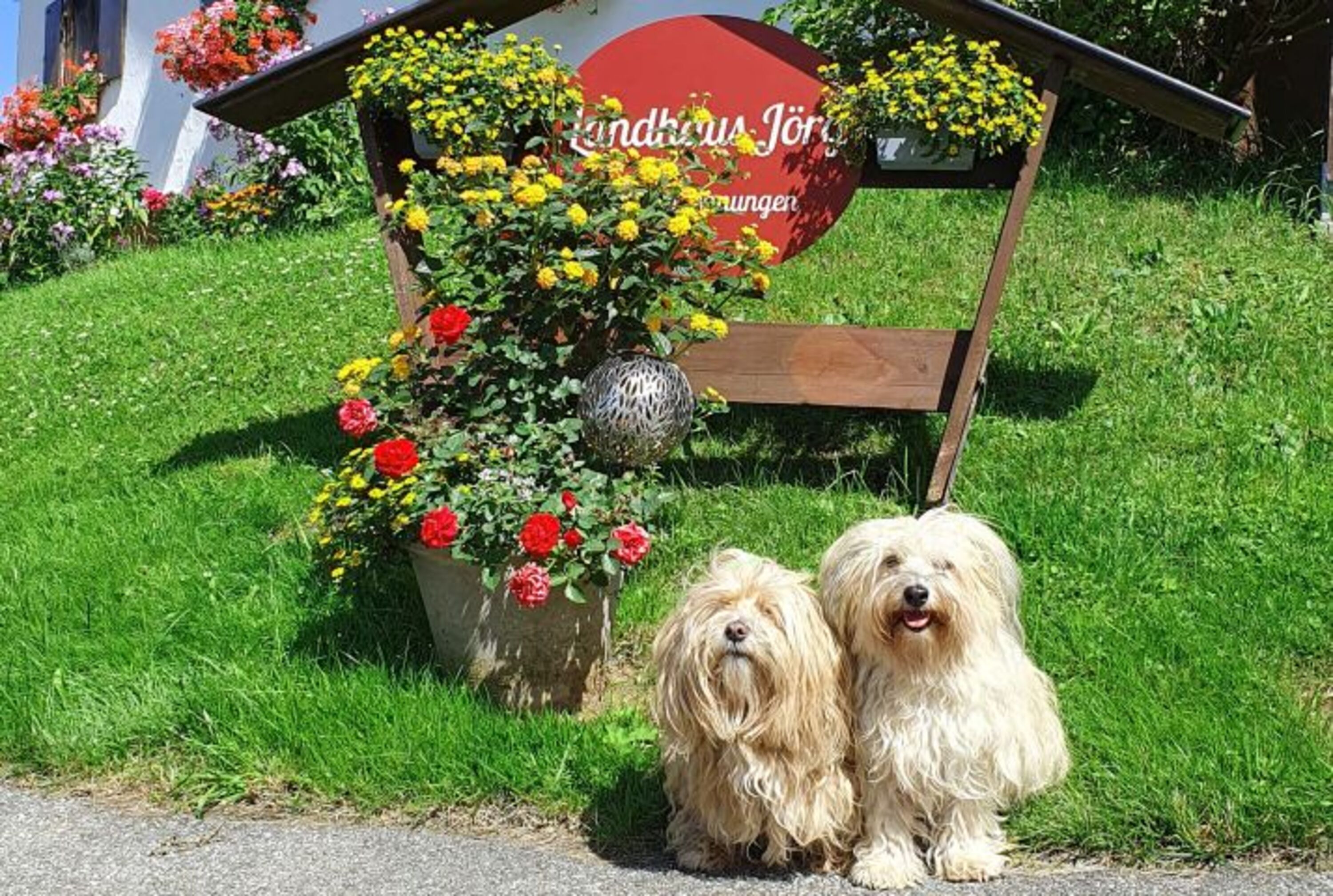 Allgäuurlaub mit Hund