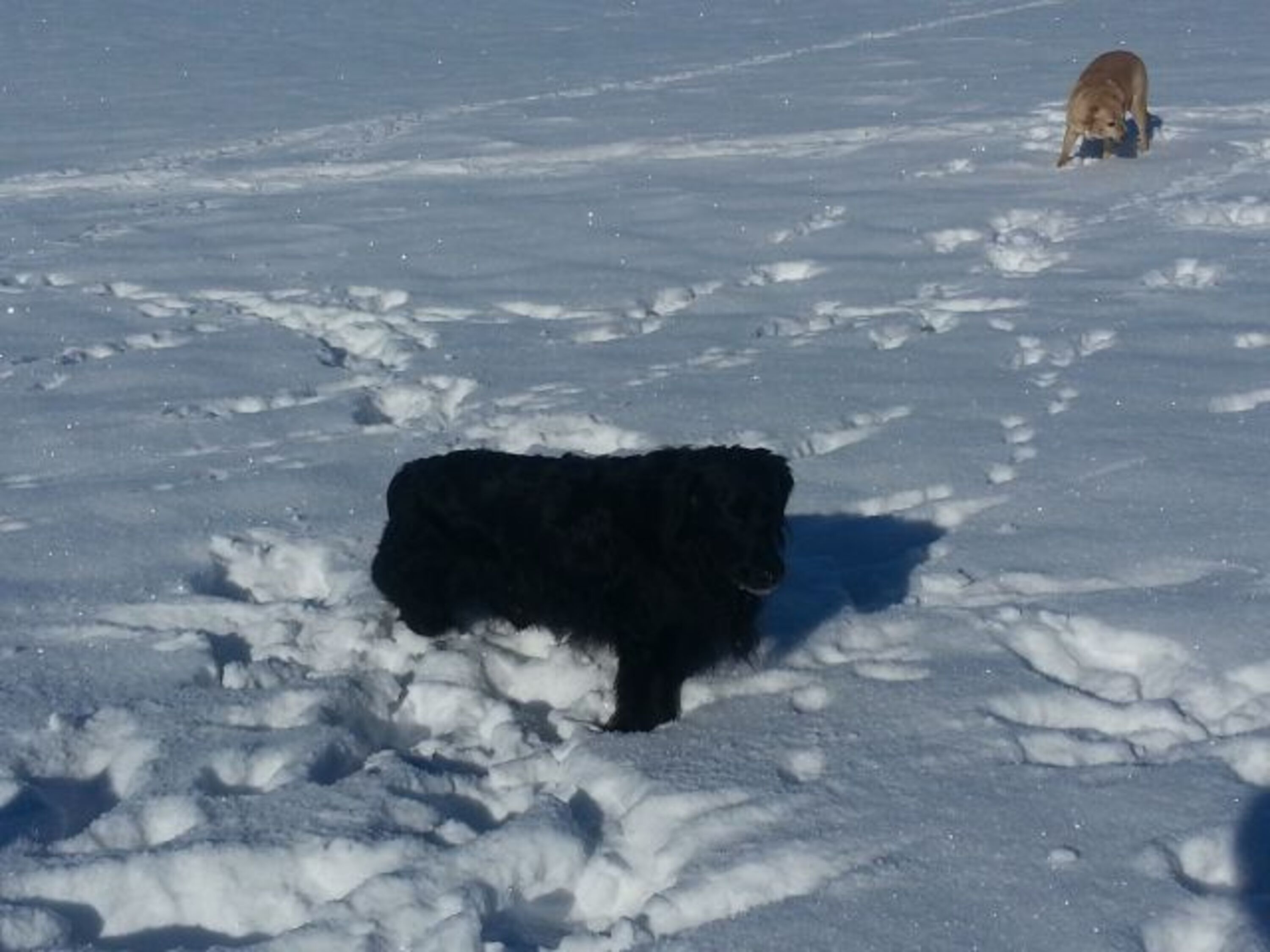 Urlaub mit Hund