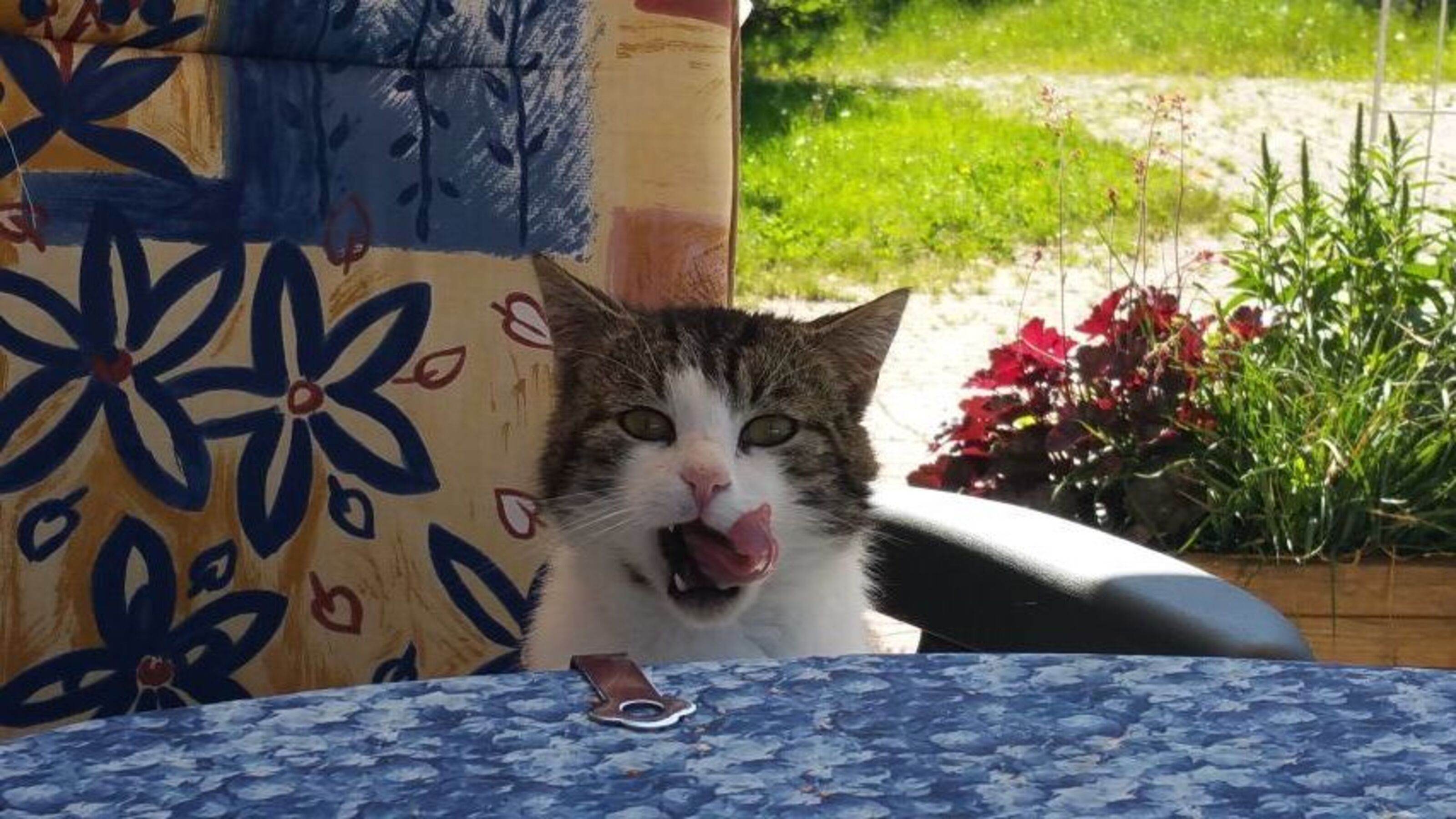 auch Ihre Katze fühlt sich bei uns wohl