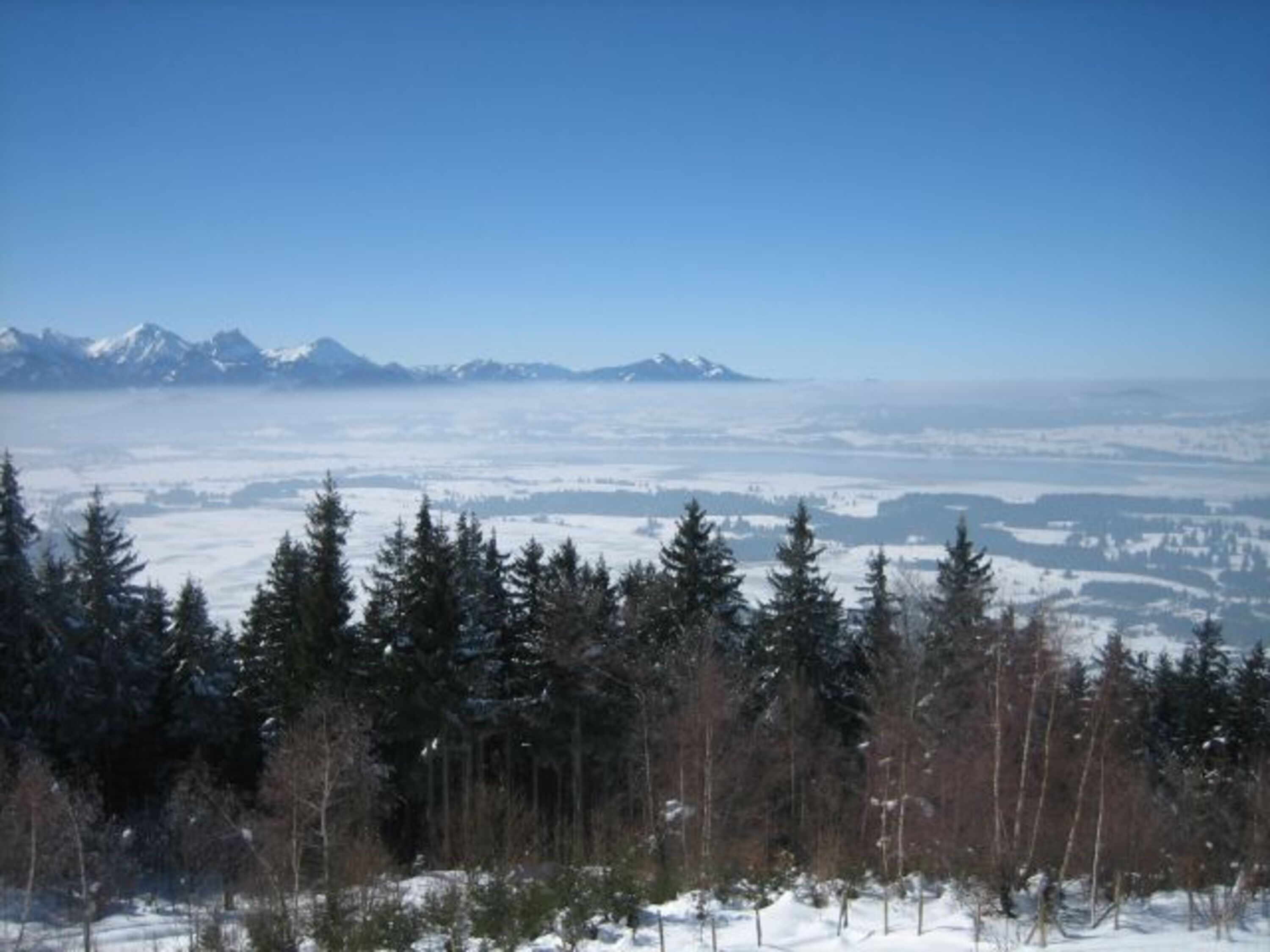 Buchenberg /unten Nebel, oben Sonne 