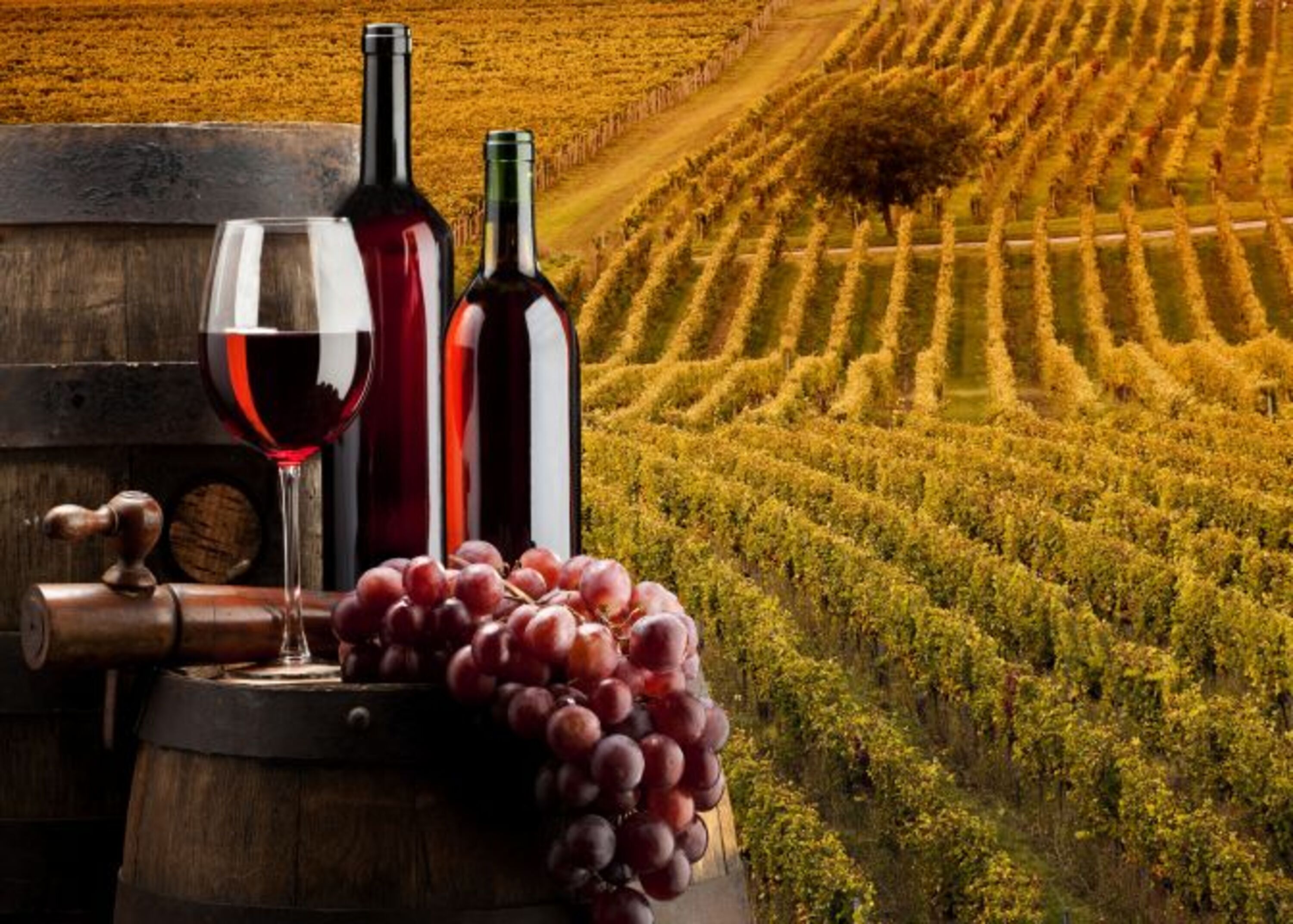 bei uns koennen Sie direkt unsere wein und Oil kaufen