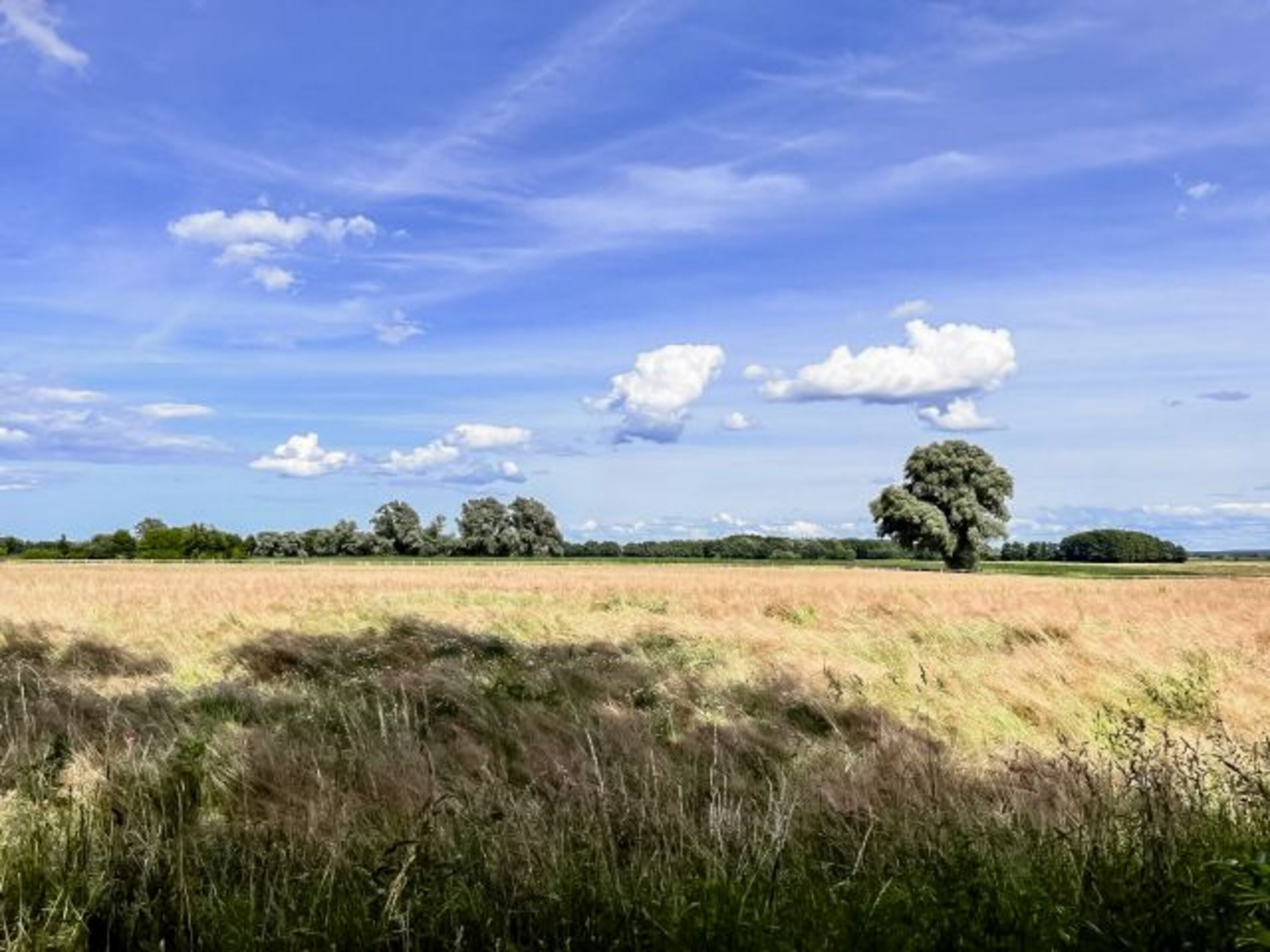 Ferienhaus Flieder: Blick in die umliegenden Felder