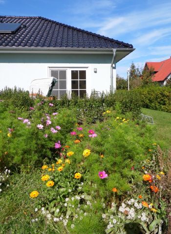 Sommerblumenwiese direkt vor der Terrasse