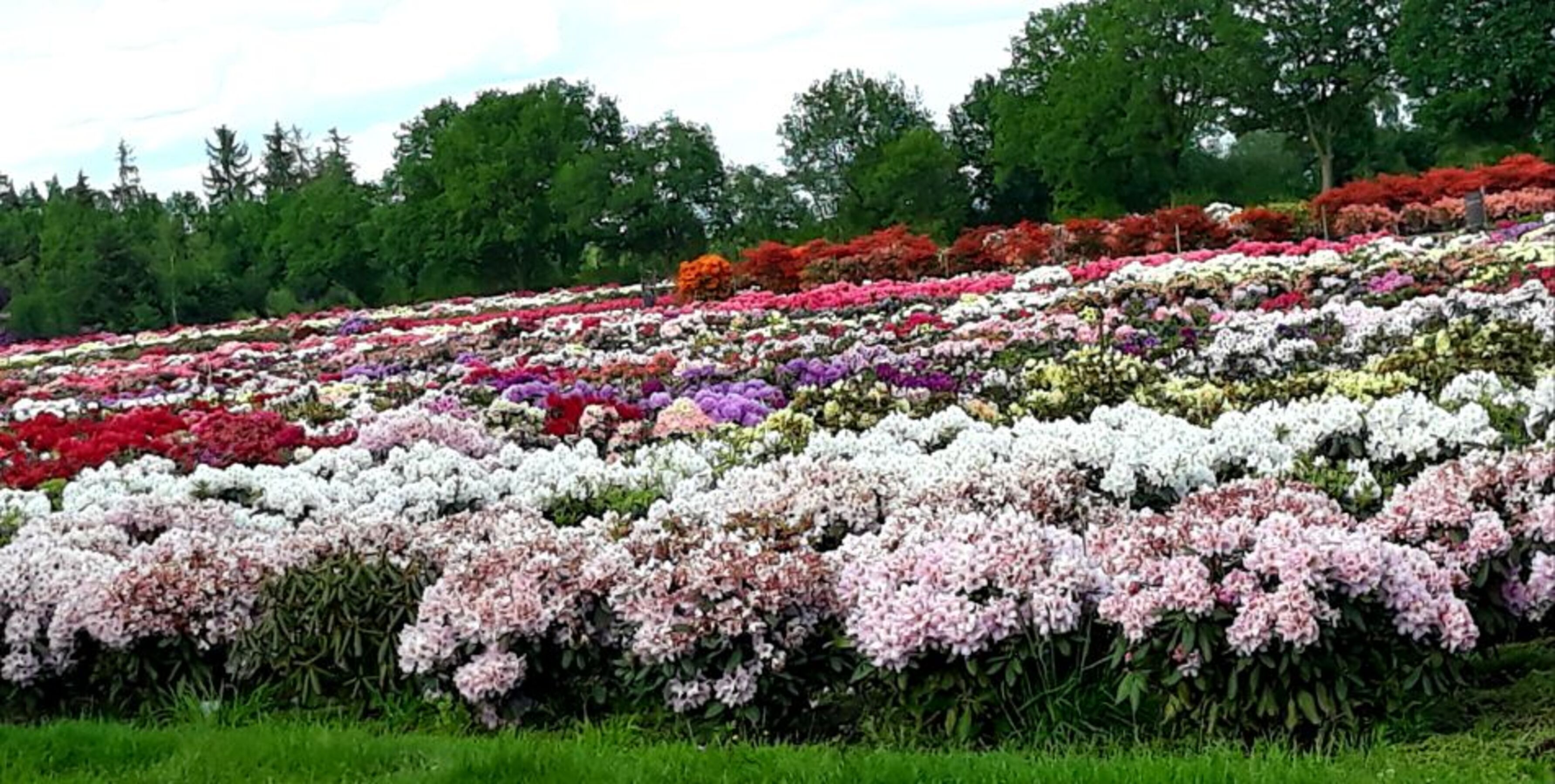 Rhodoblüte Fewo Ferienwohnung Edewecht Bad Zwischenahn