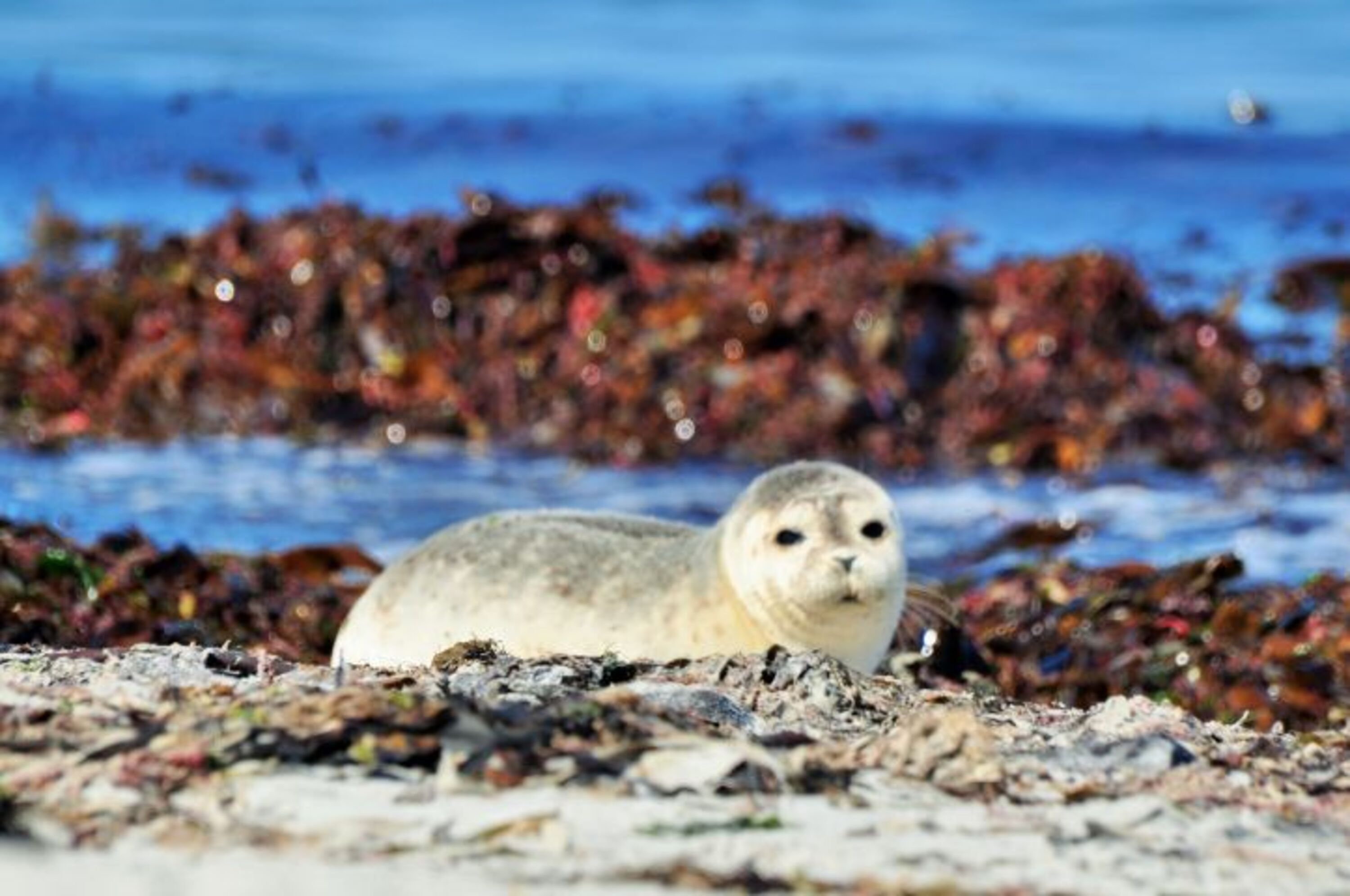 Düne Helgoland
