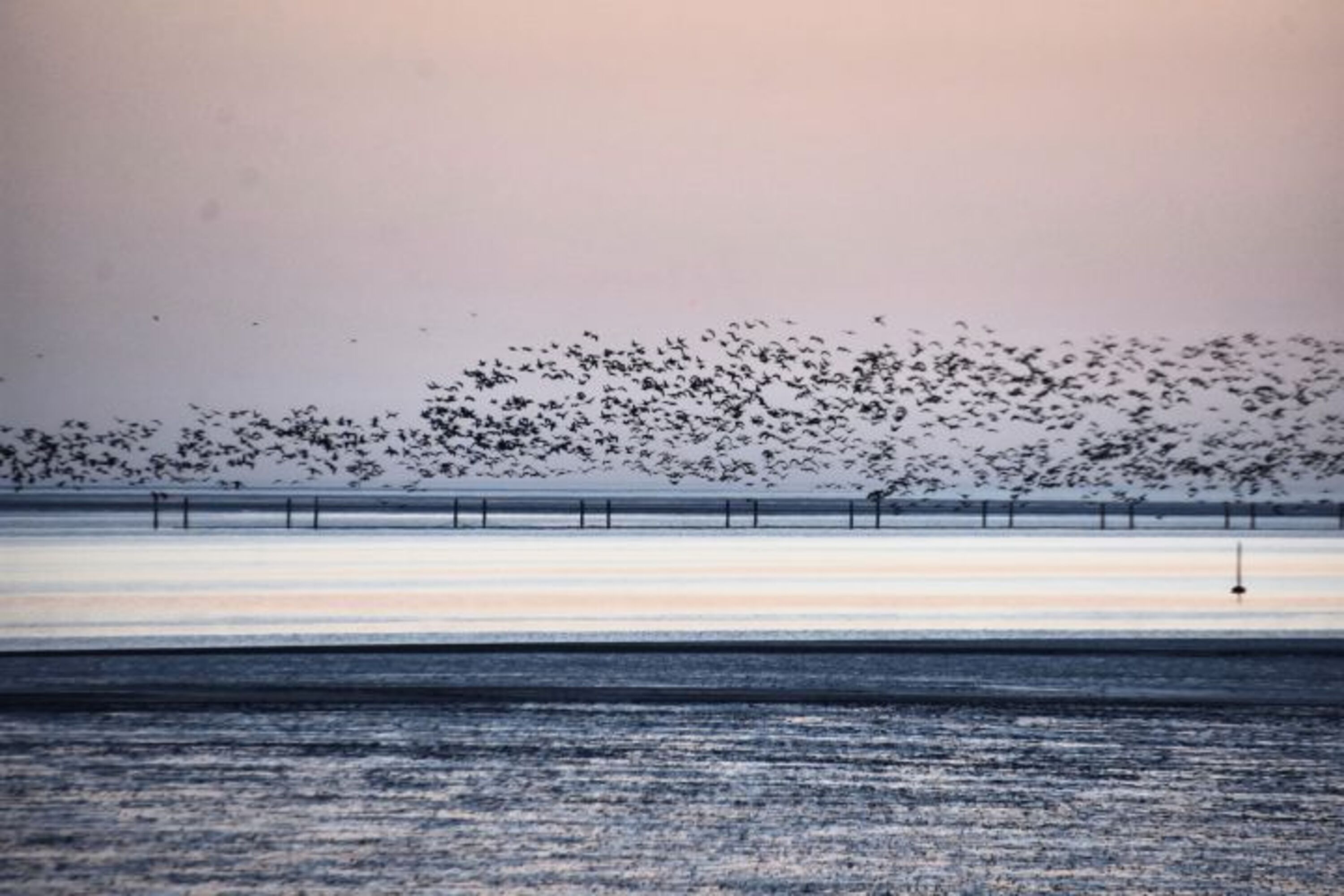 Gänse über dem Meer