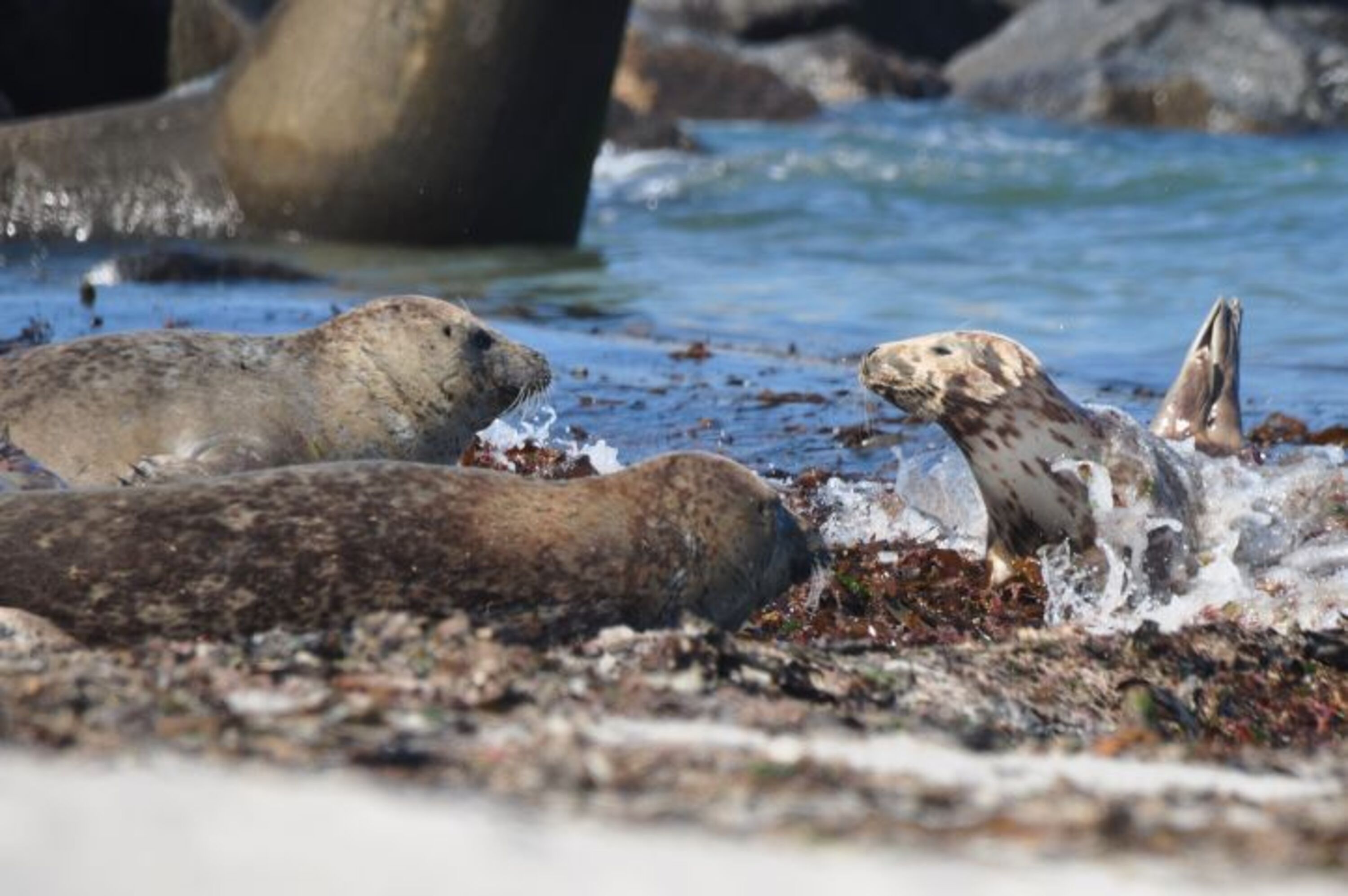 Robben auf Helgoland