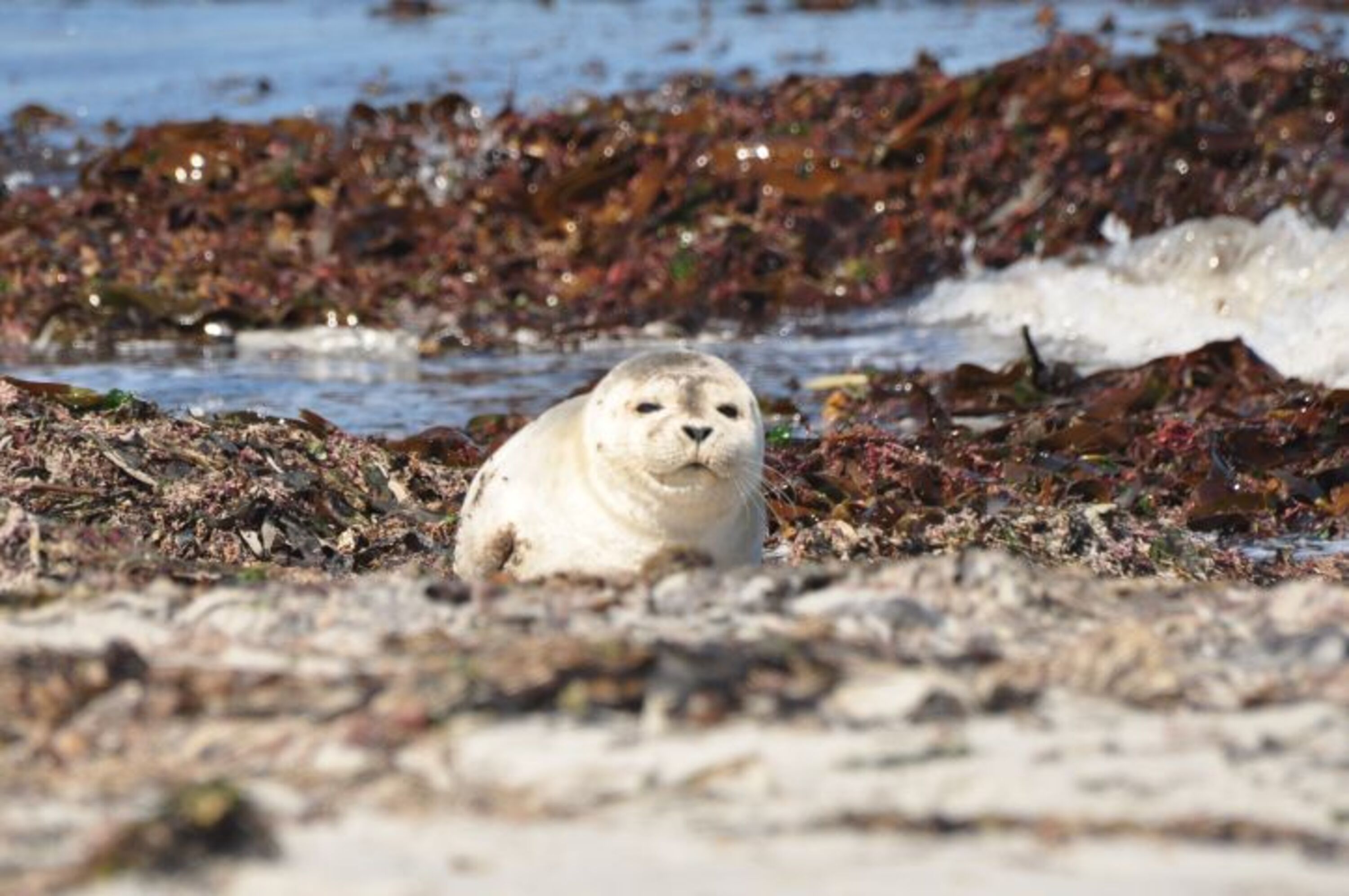 Robbe auf Helgoland