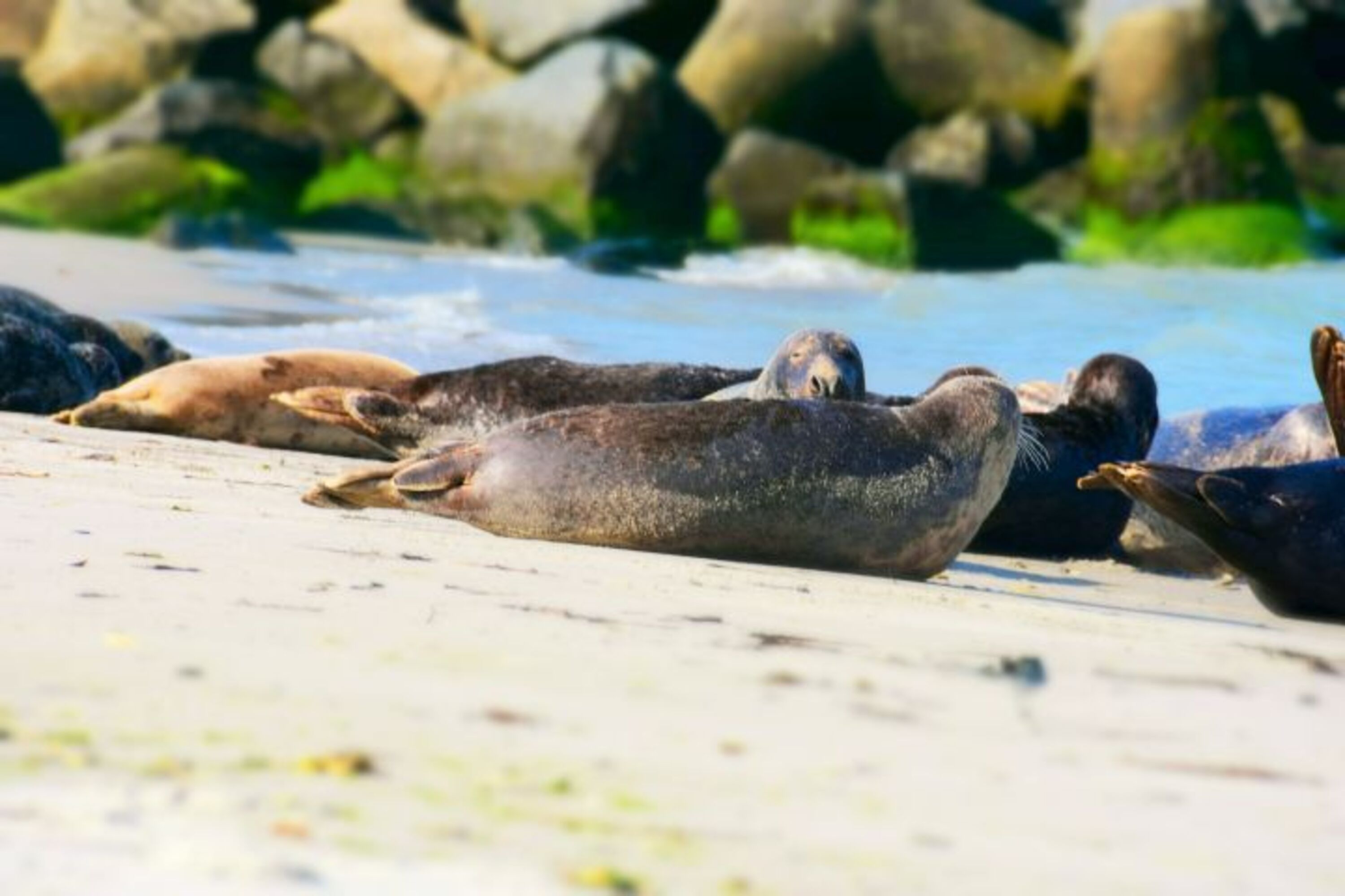 Düne Helgoland