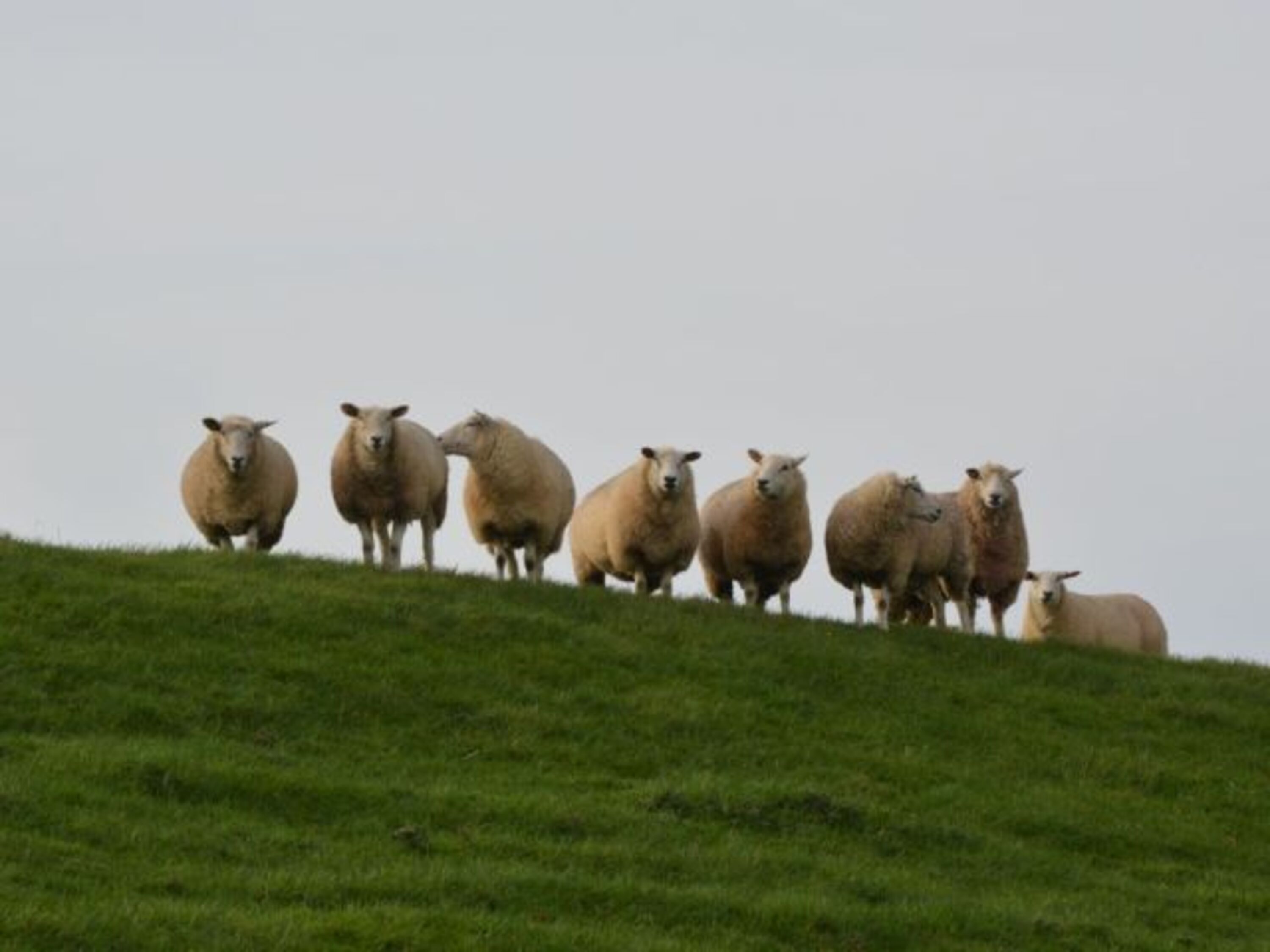 Deichbewohner