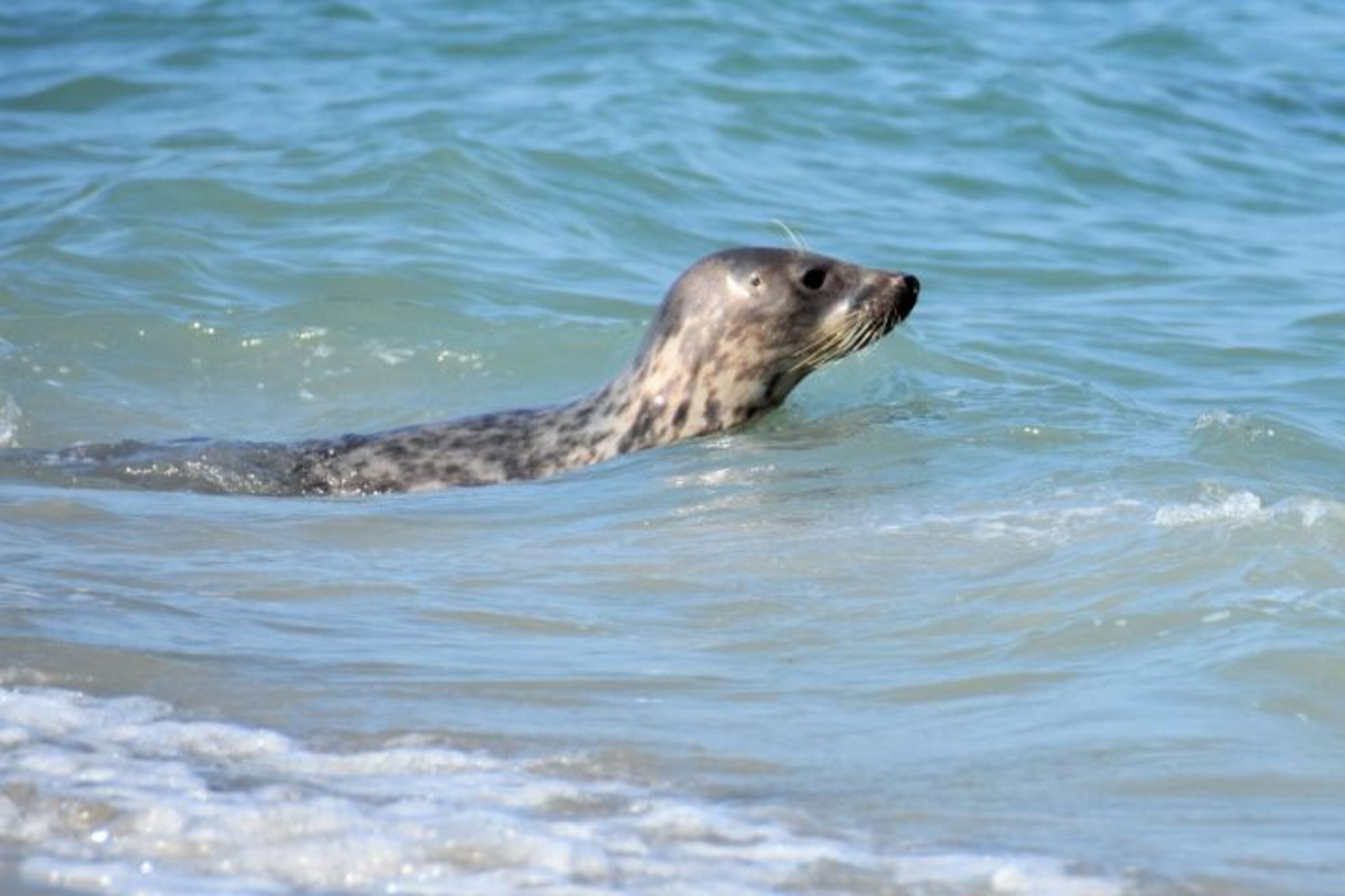 Düne Helgoland