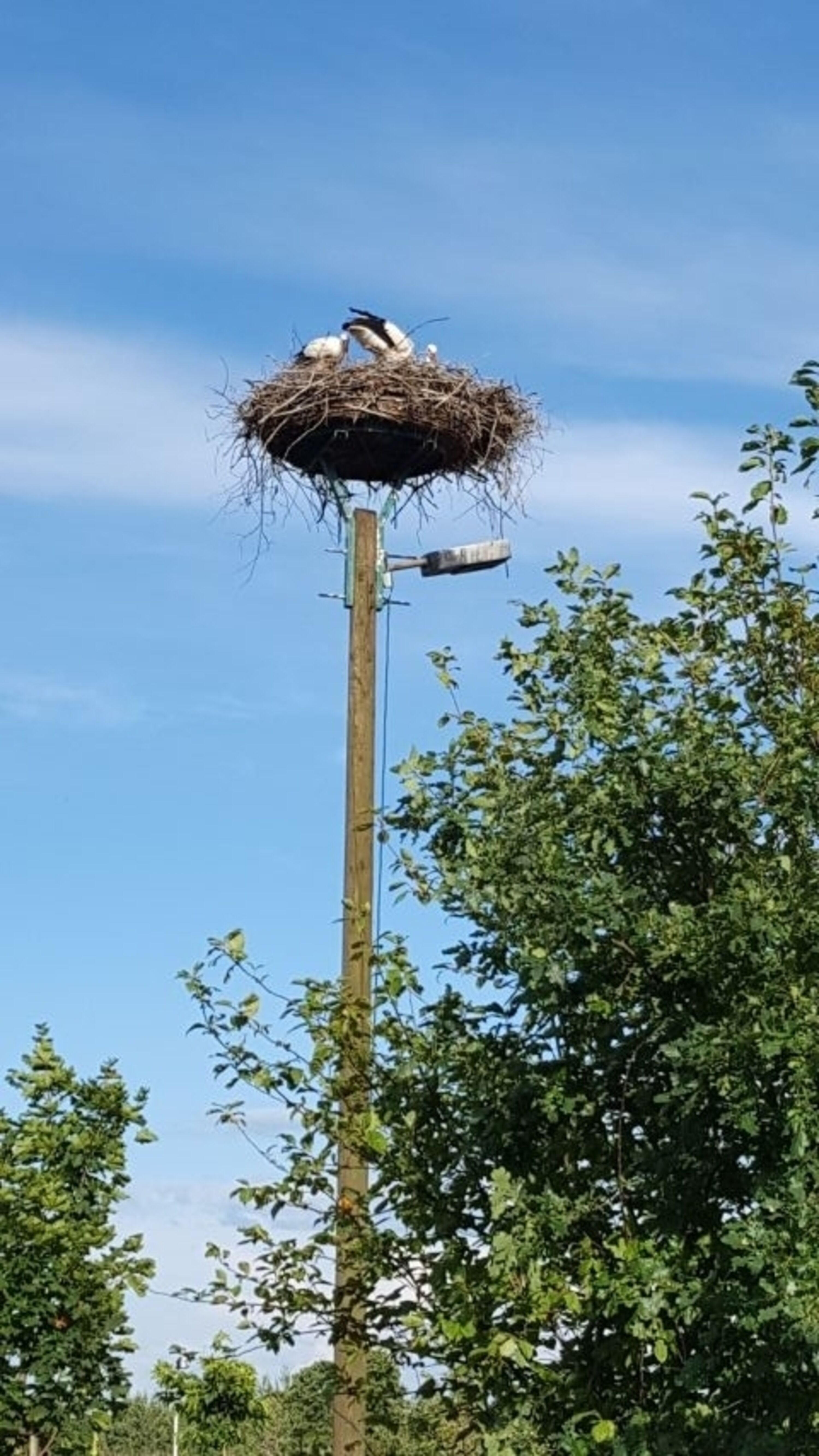 Storchennest