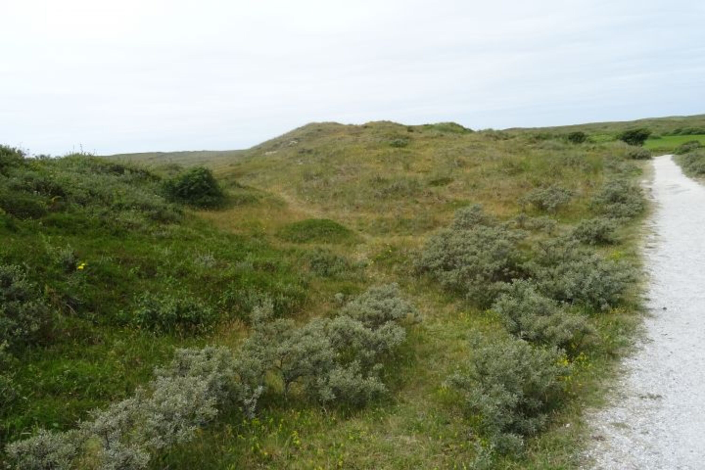 Dünenlandschaft