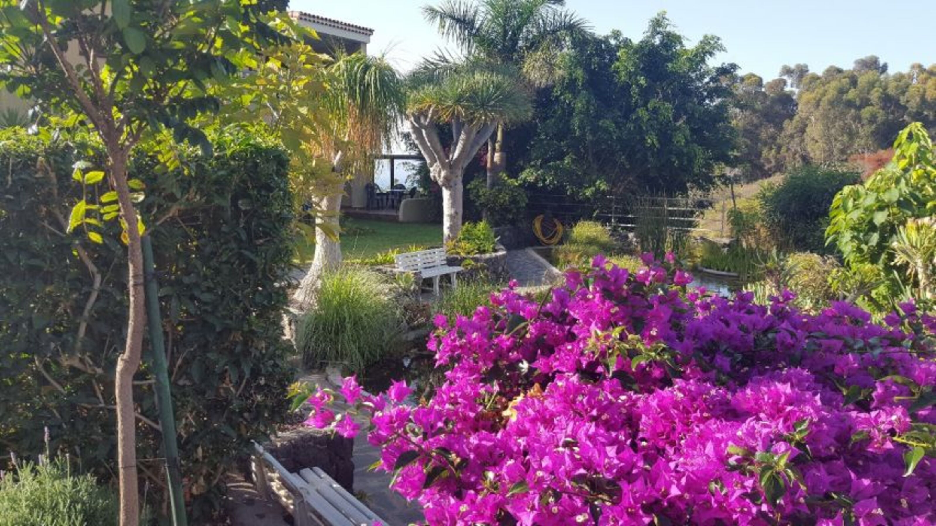 Tropische Bouganvilla-Blütenpracht