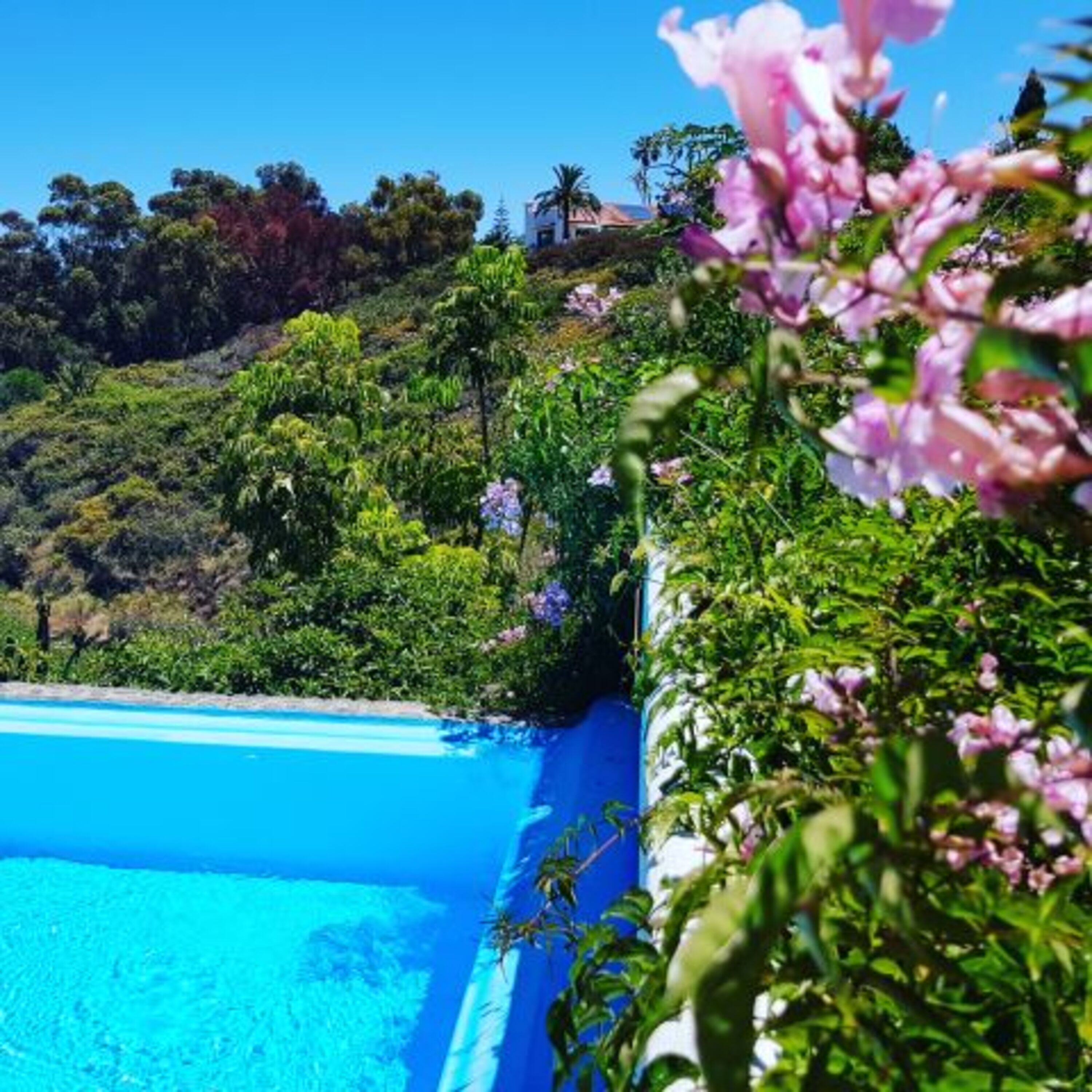 Blütenpracht direkt am Pool