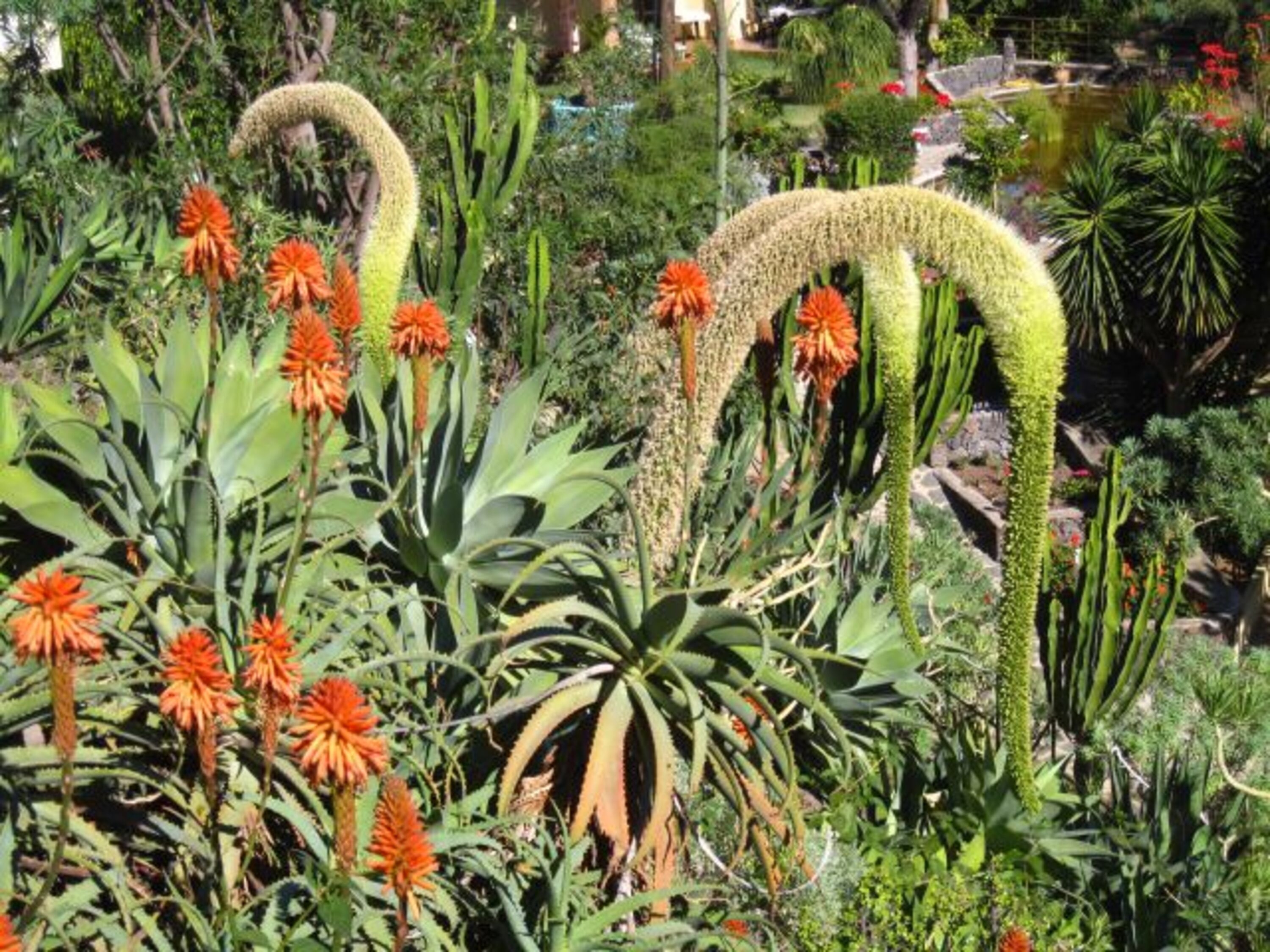 Impressionen des tropischen Finca-Gartens