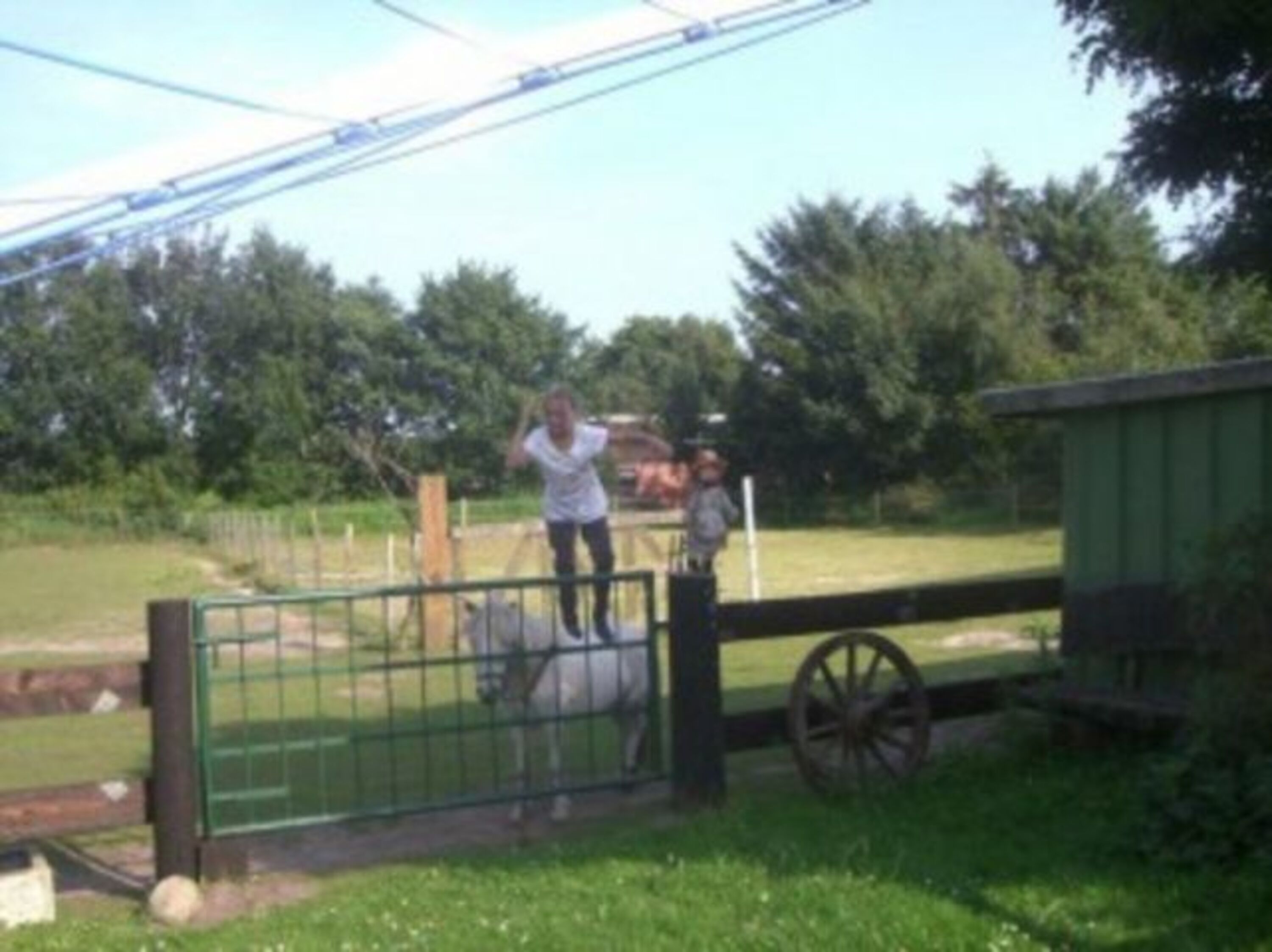 Haustiere