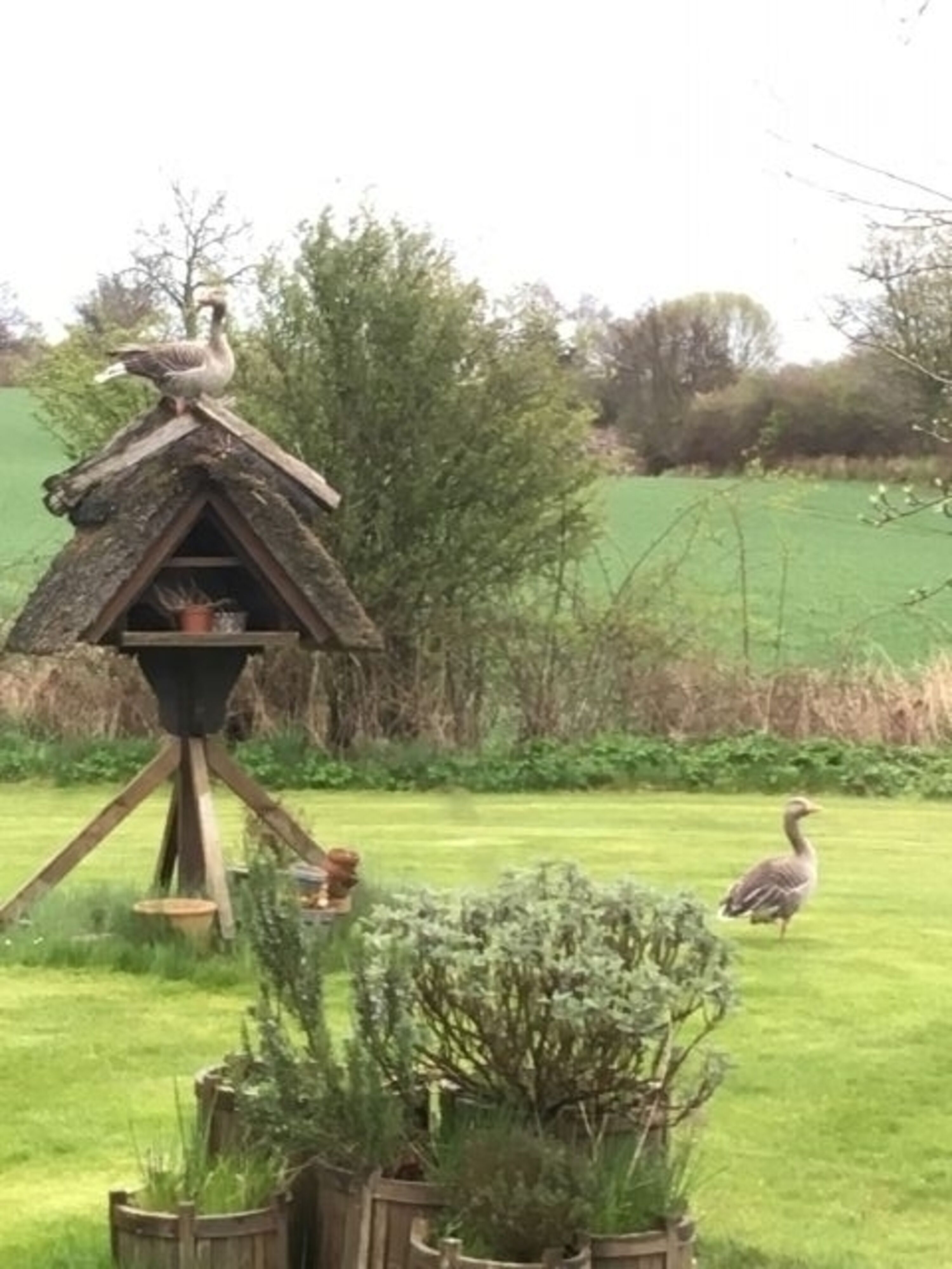 Besuch von Wildgänsen in unserem Garten