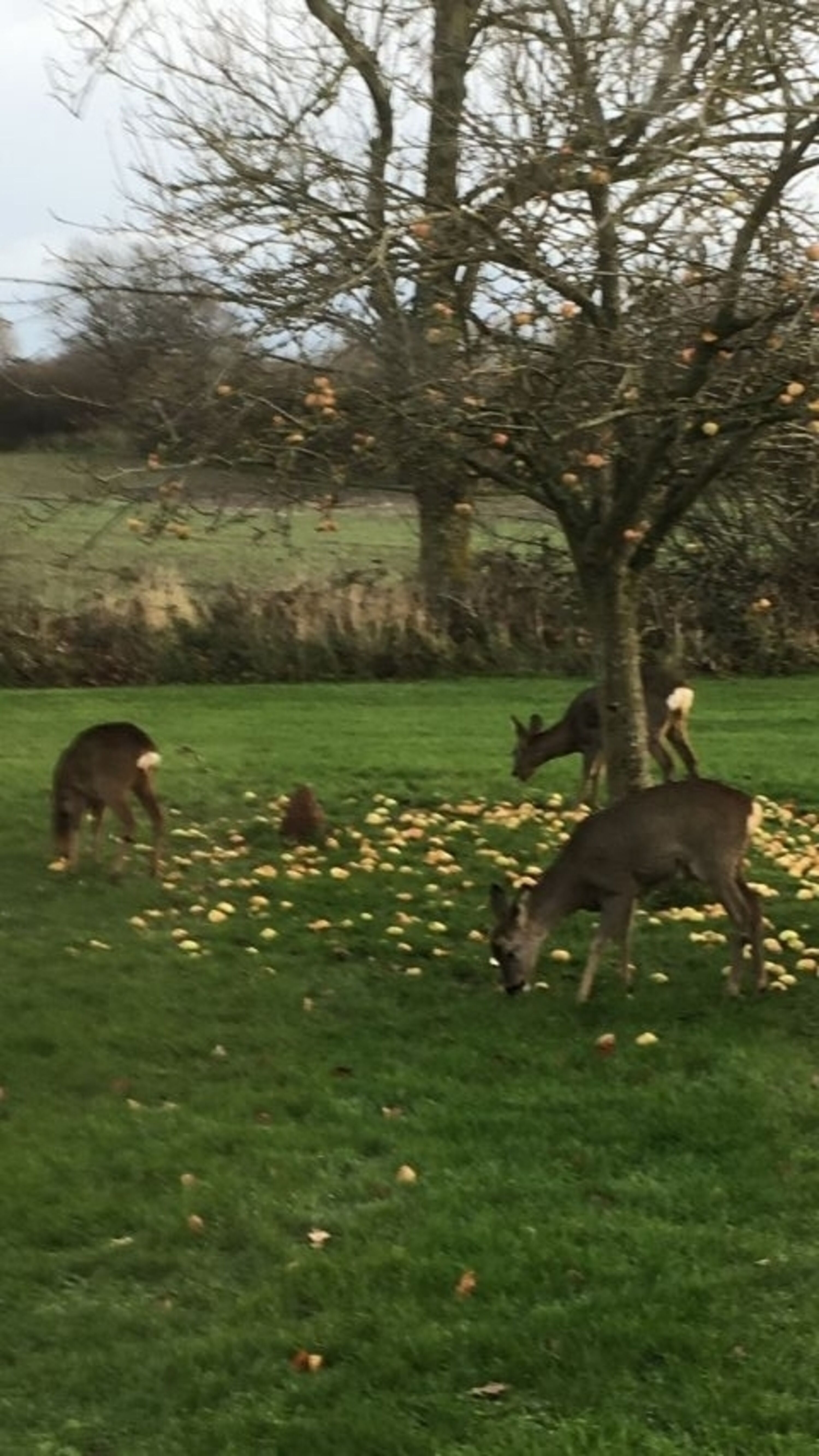 Rehe in unserem Garten