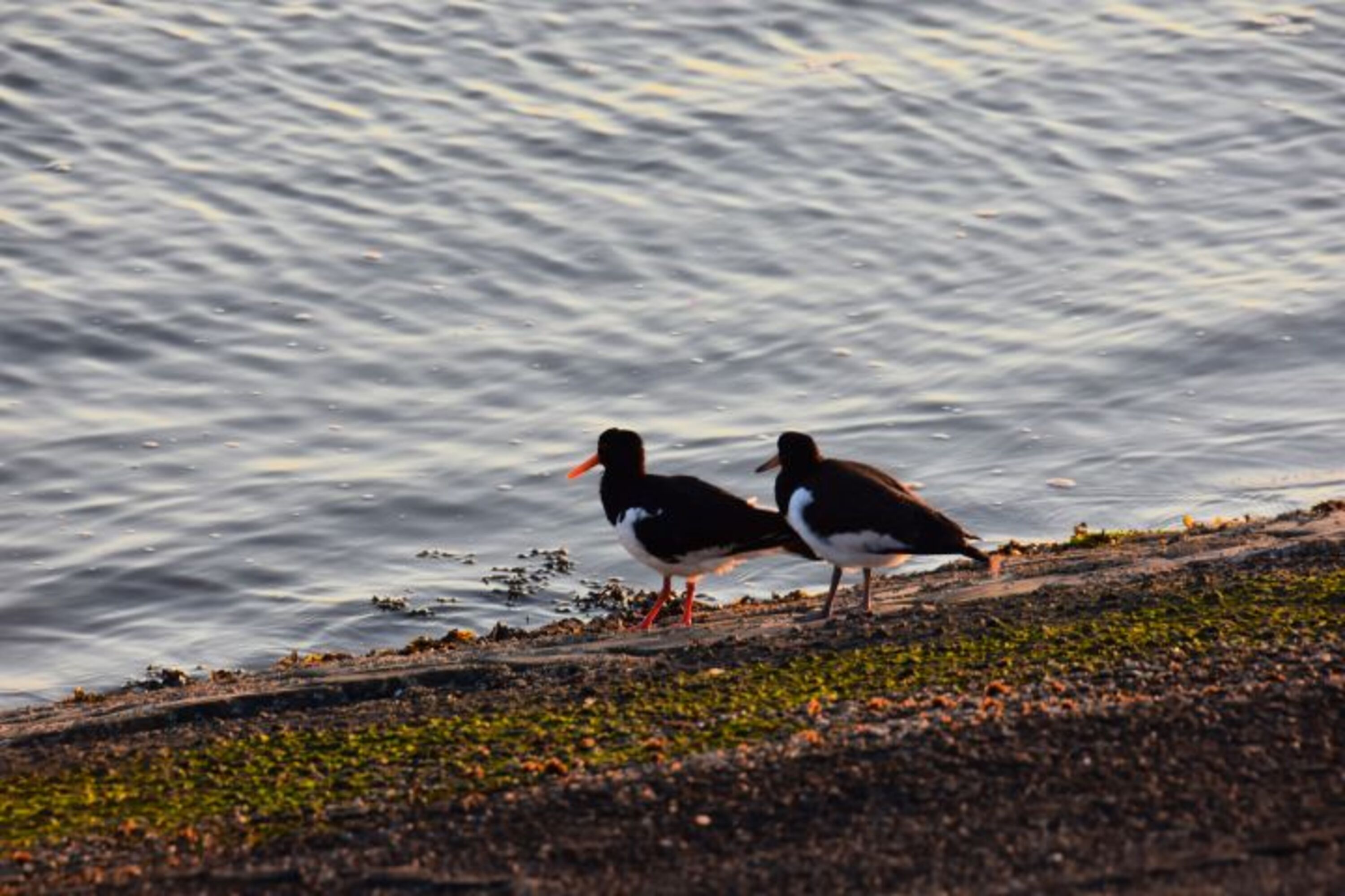 Austernfischer am Ufer