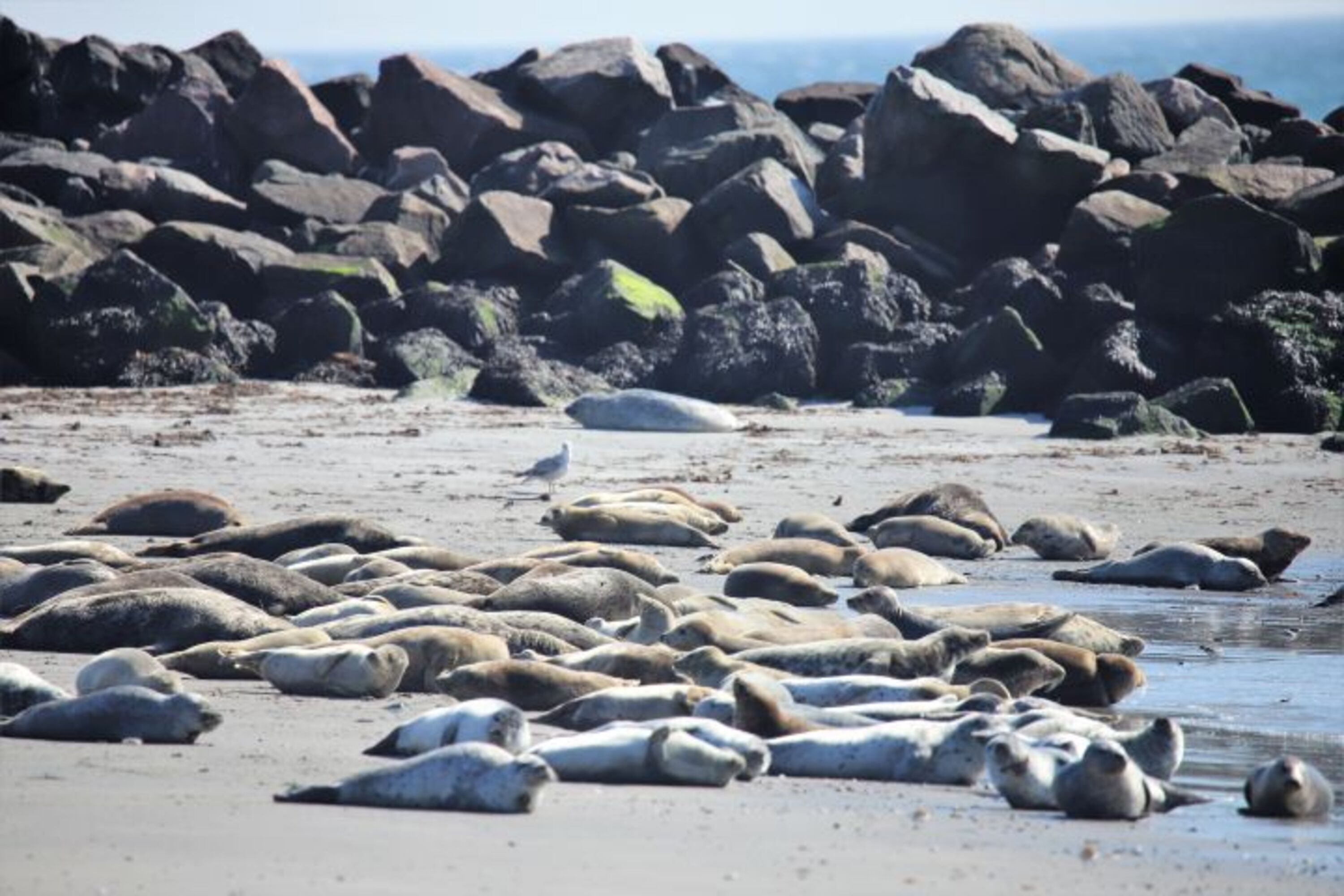 Robben auf Helgoland