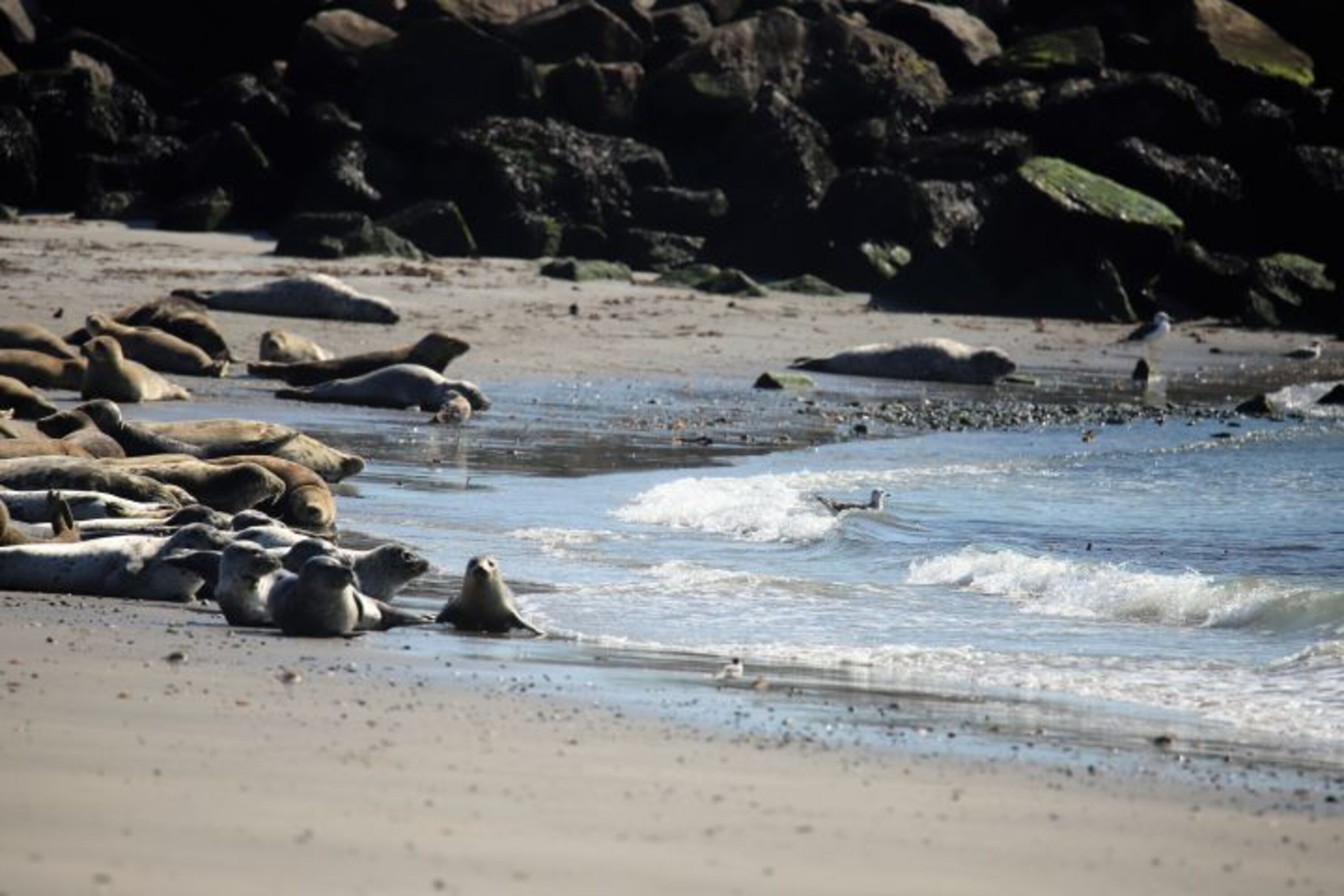 Düne Helgoland