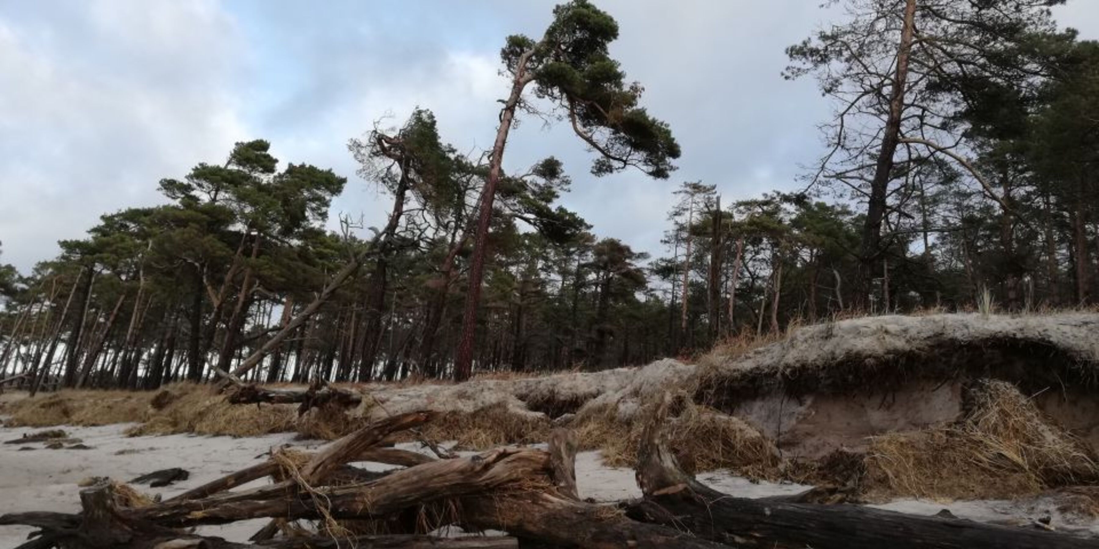 Windflüchter am Weststrand