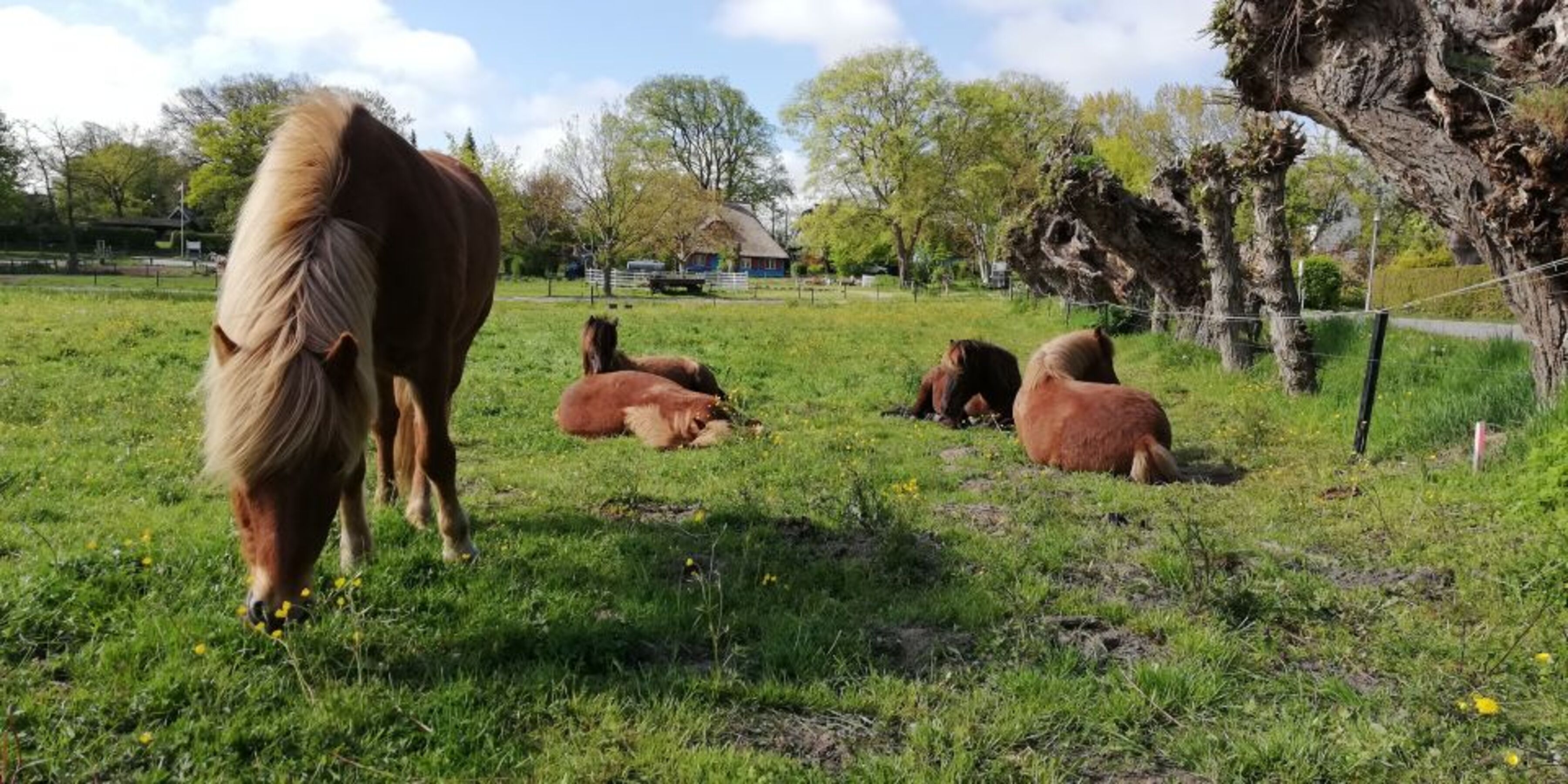 Idylle am Wegrand