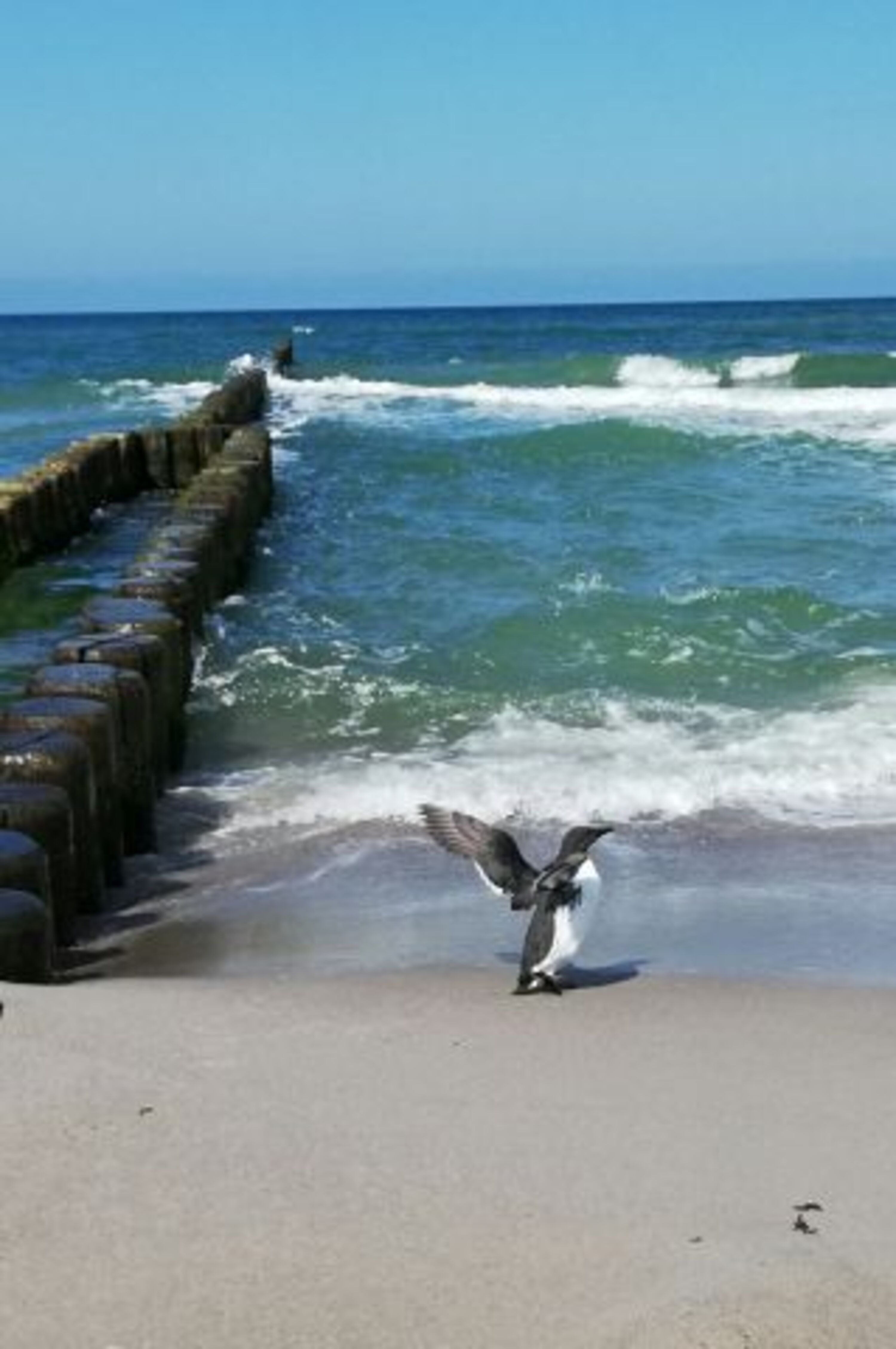 Trottellumme am Ostseestrand